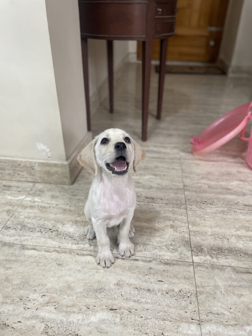 Dawn Labrador female for sale  - Dog