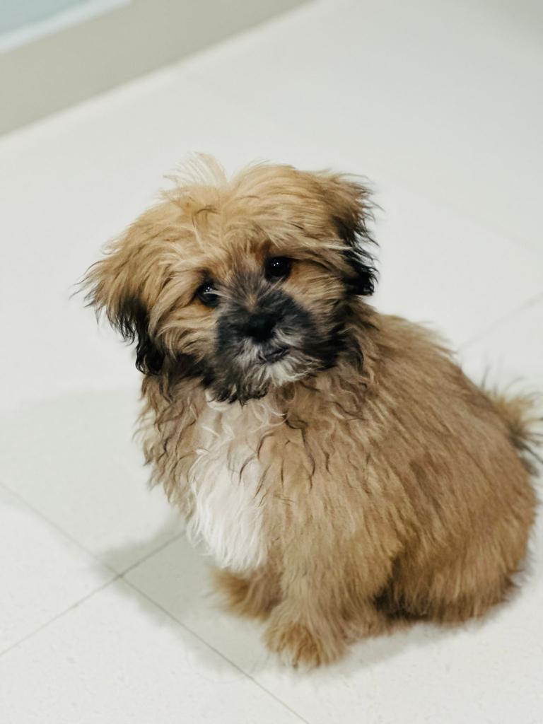 Shih tzu for sale - Dog