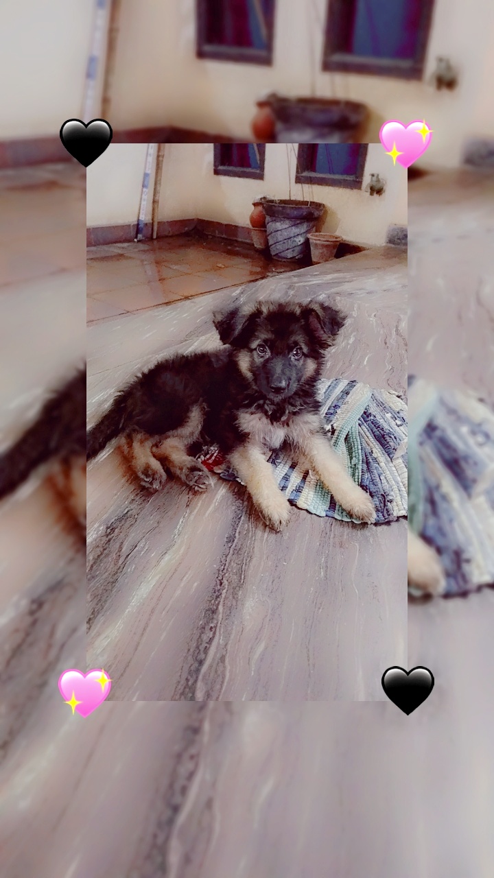 German Shepherd Male Puppy  - Dog