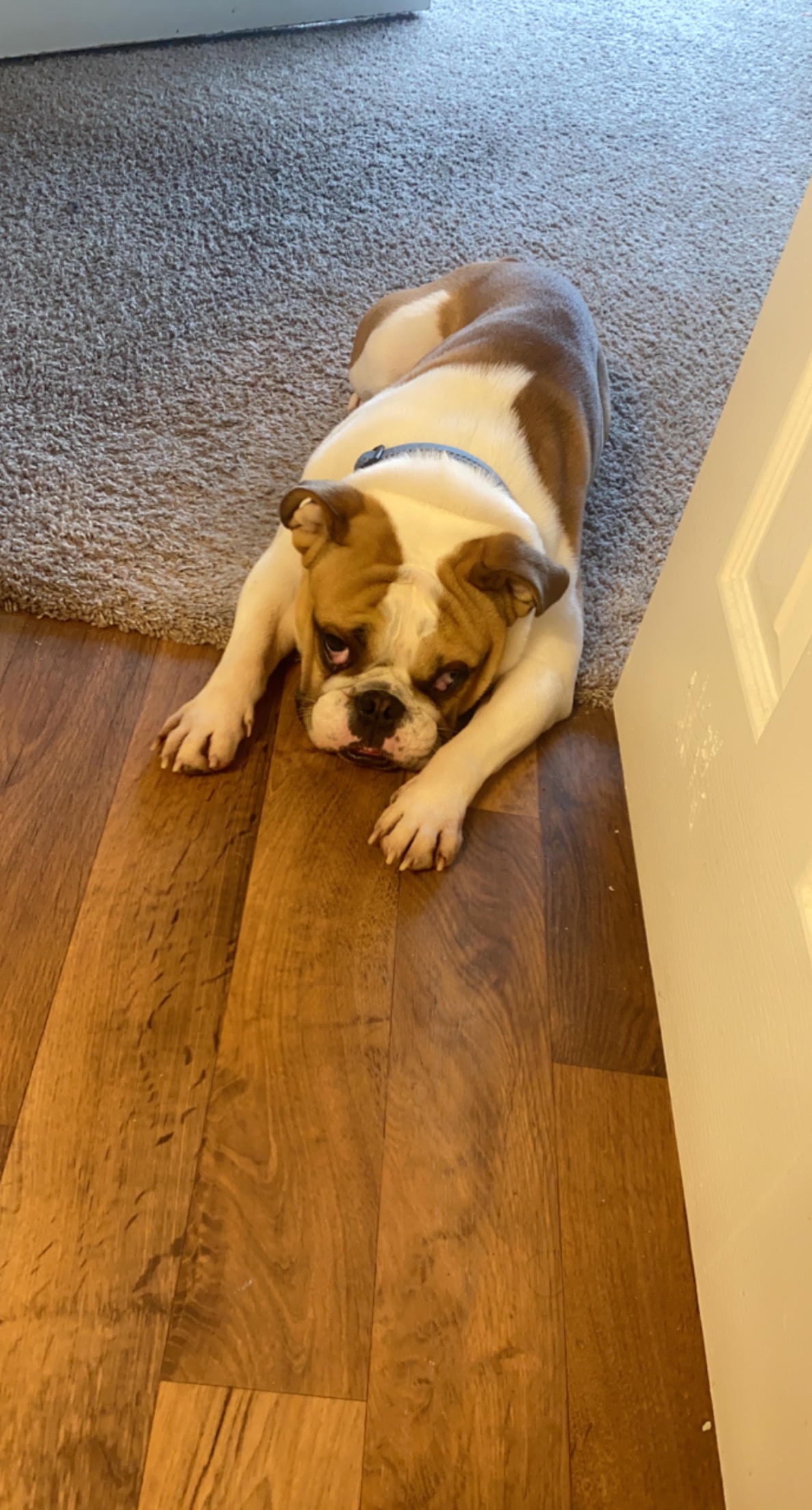 English Bulldog - Dog