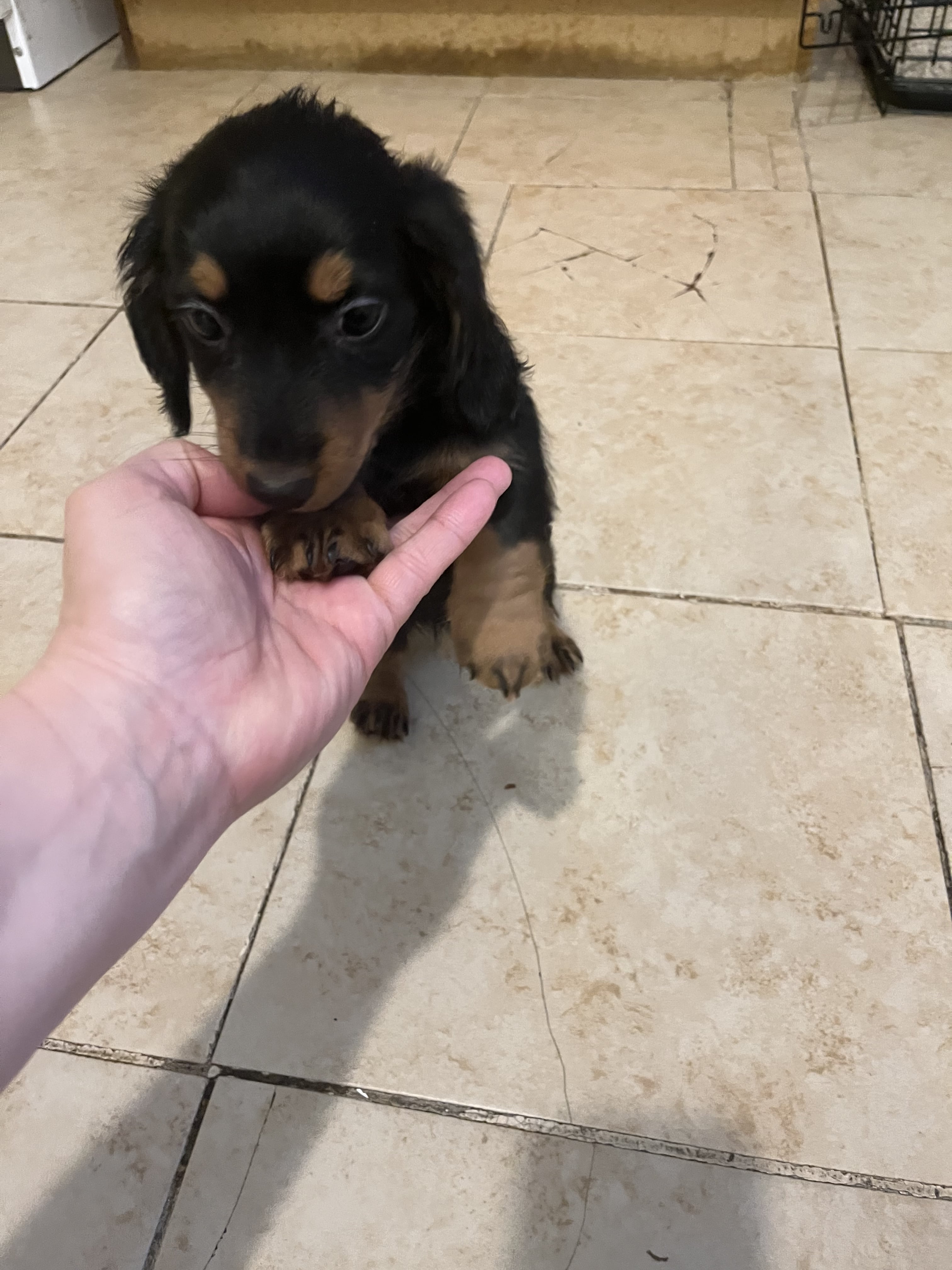 Adorable baby dachshunds  - Dog