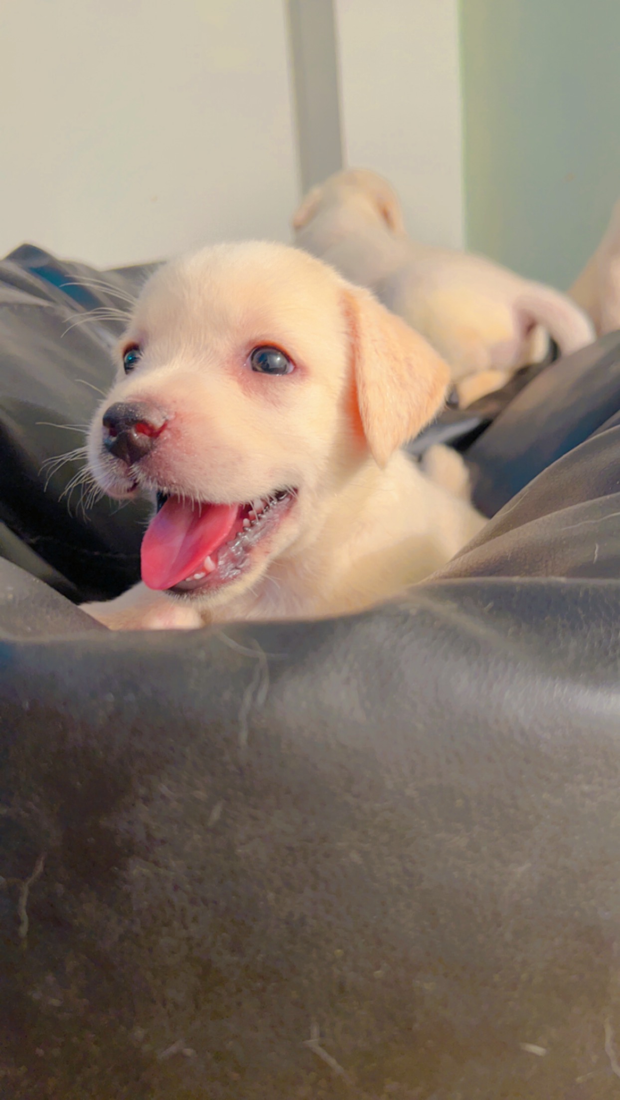 Labrador puppy  - Dog