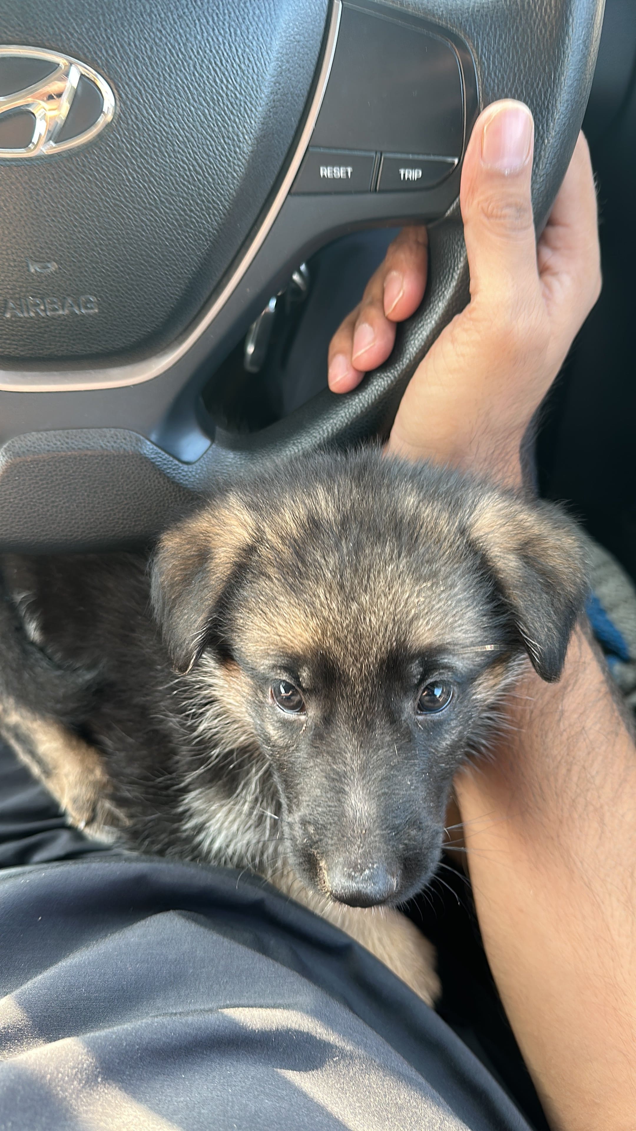 German shepherds male and female  - Dog