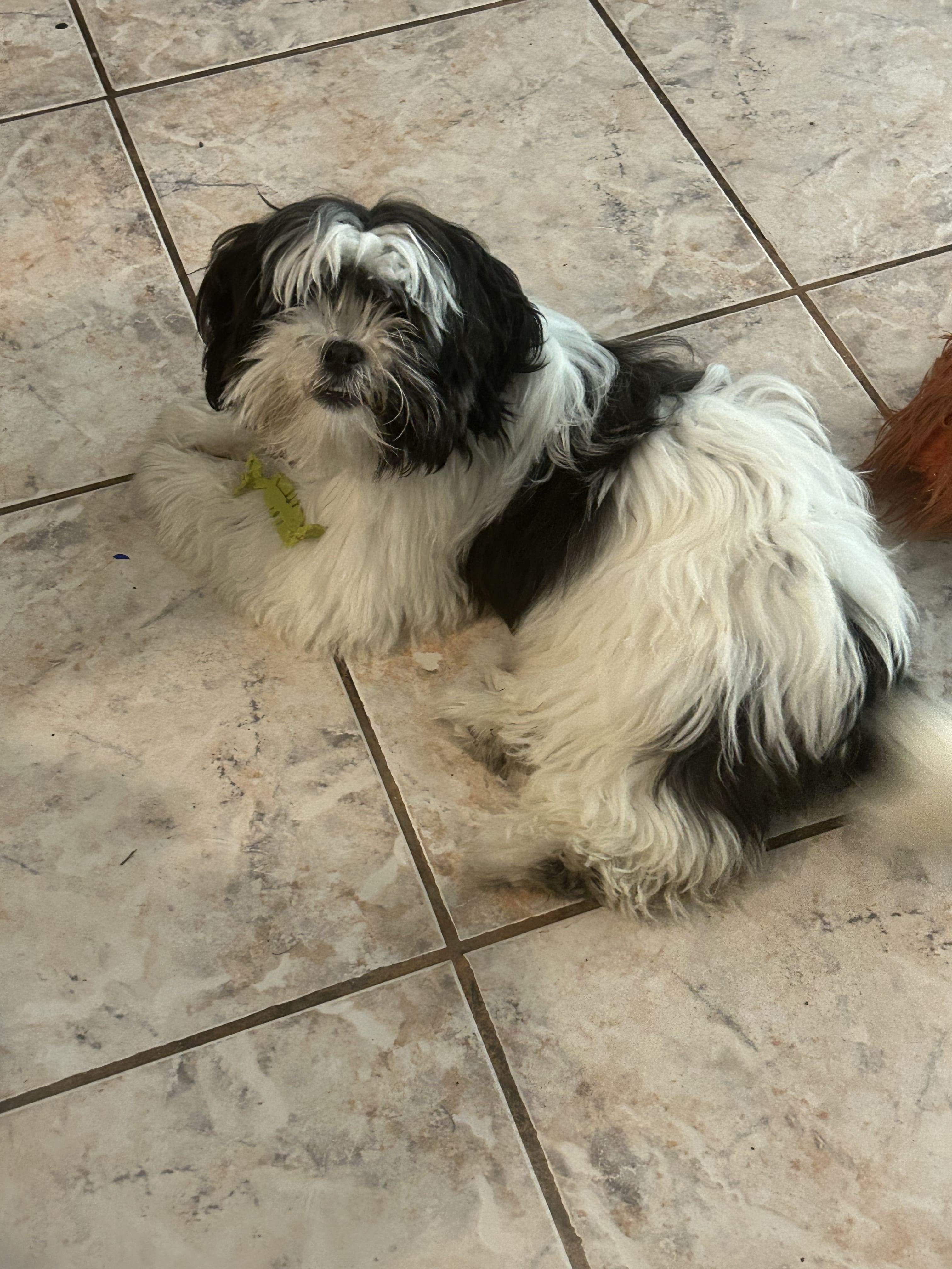 Adorable fluffy for sale  - Dog