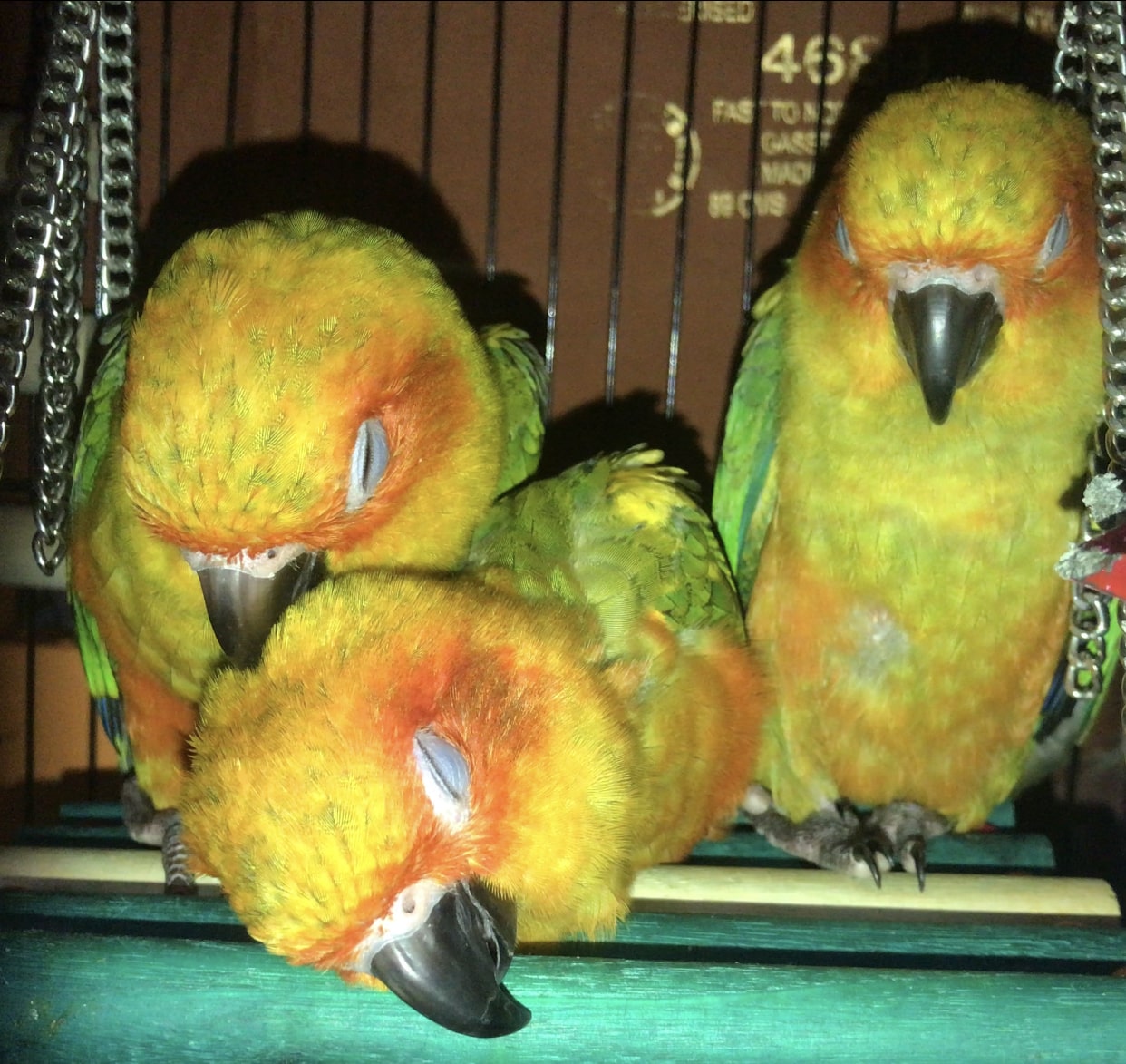 WELL TAMED SUN CONURES AVAILABLE - Birds