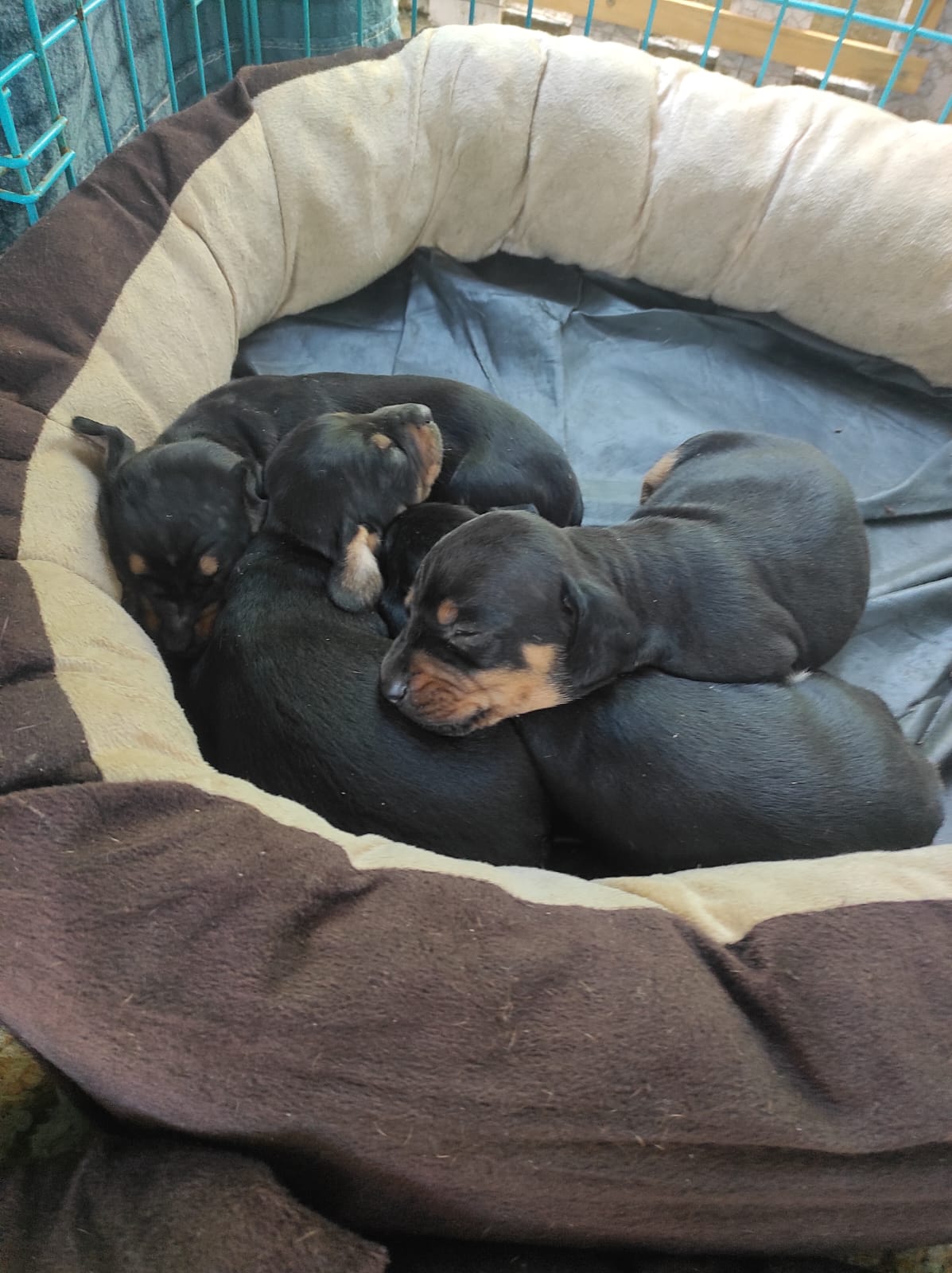 Dashund puppies for sale - Dog