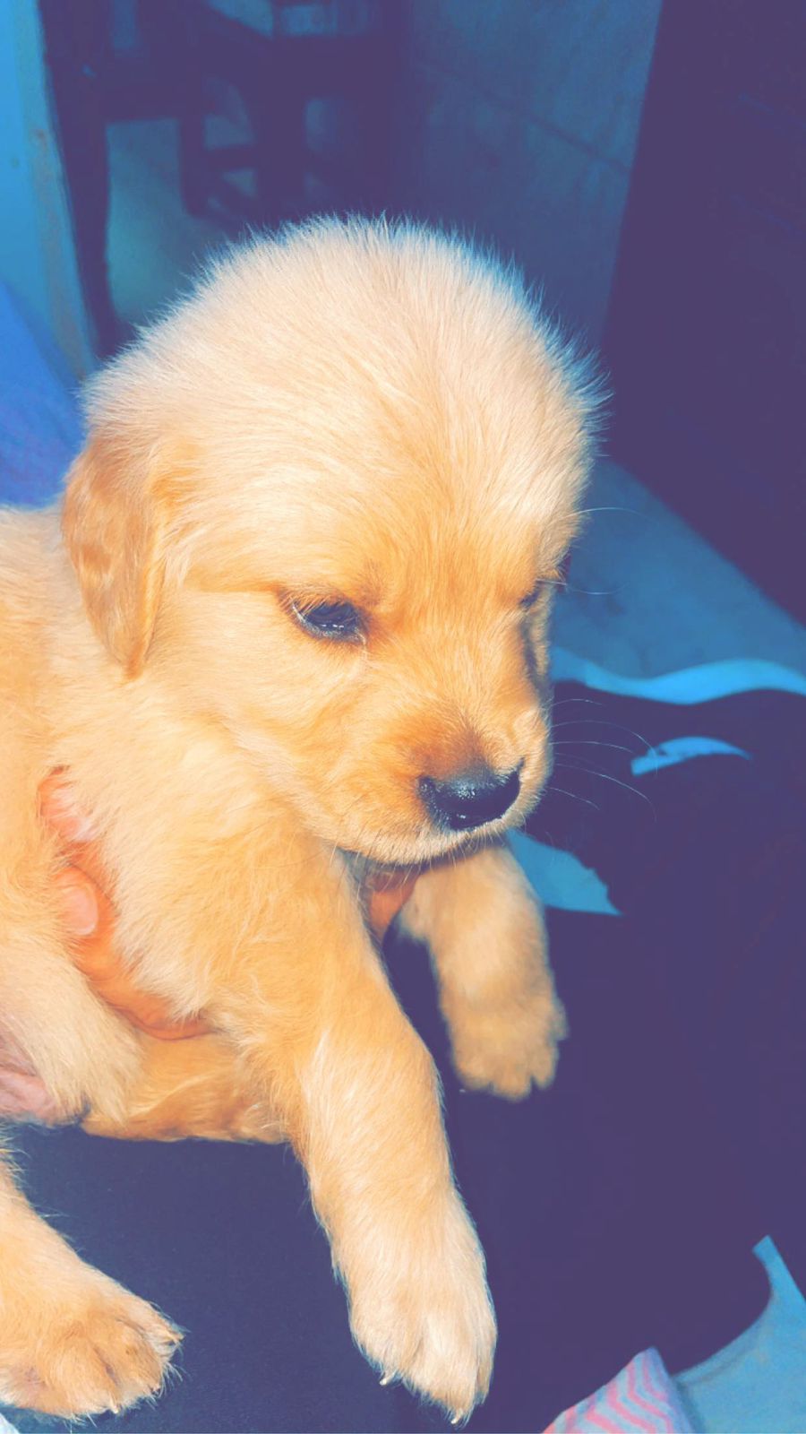 1 mont old baby very active - Dog