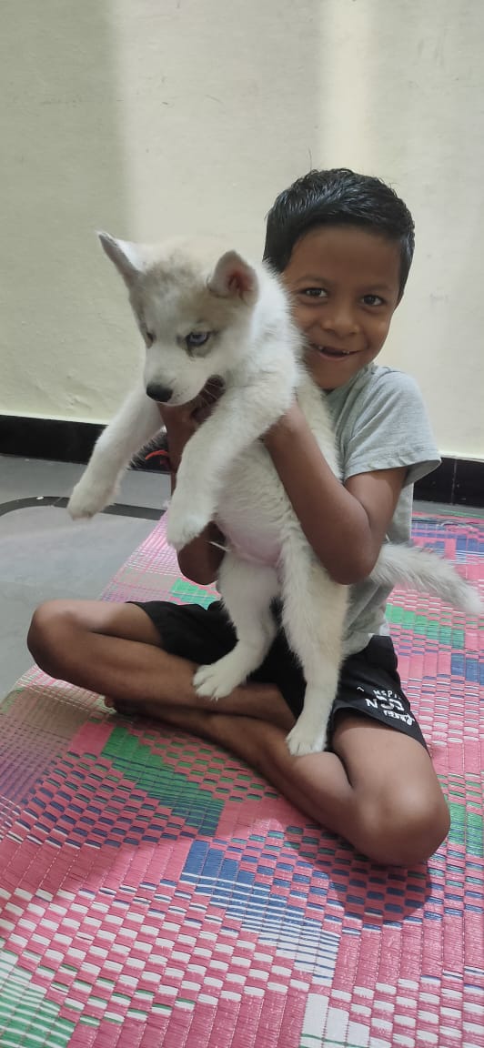 2 months old Male Husky available for sale - Dog