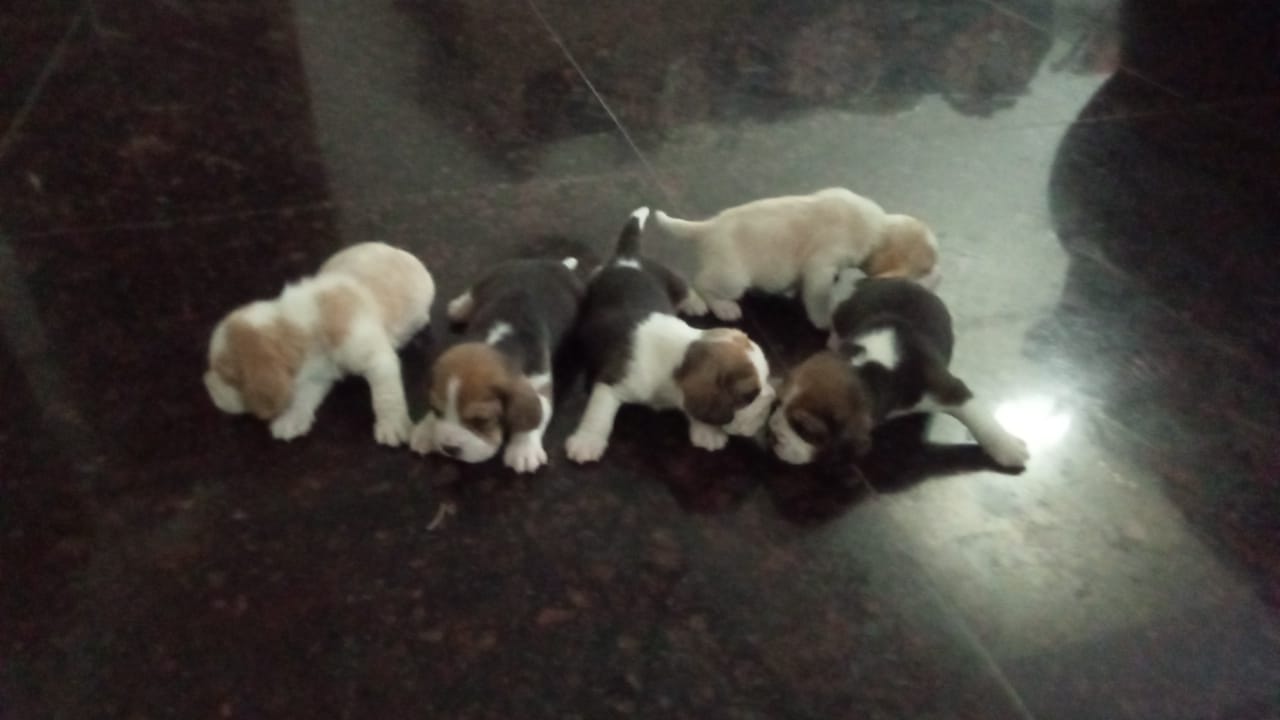 5 male beagle puppies available for sale  - Dog