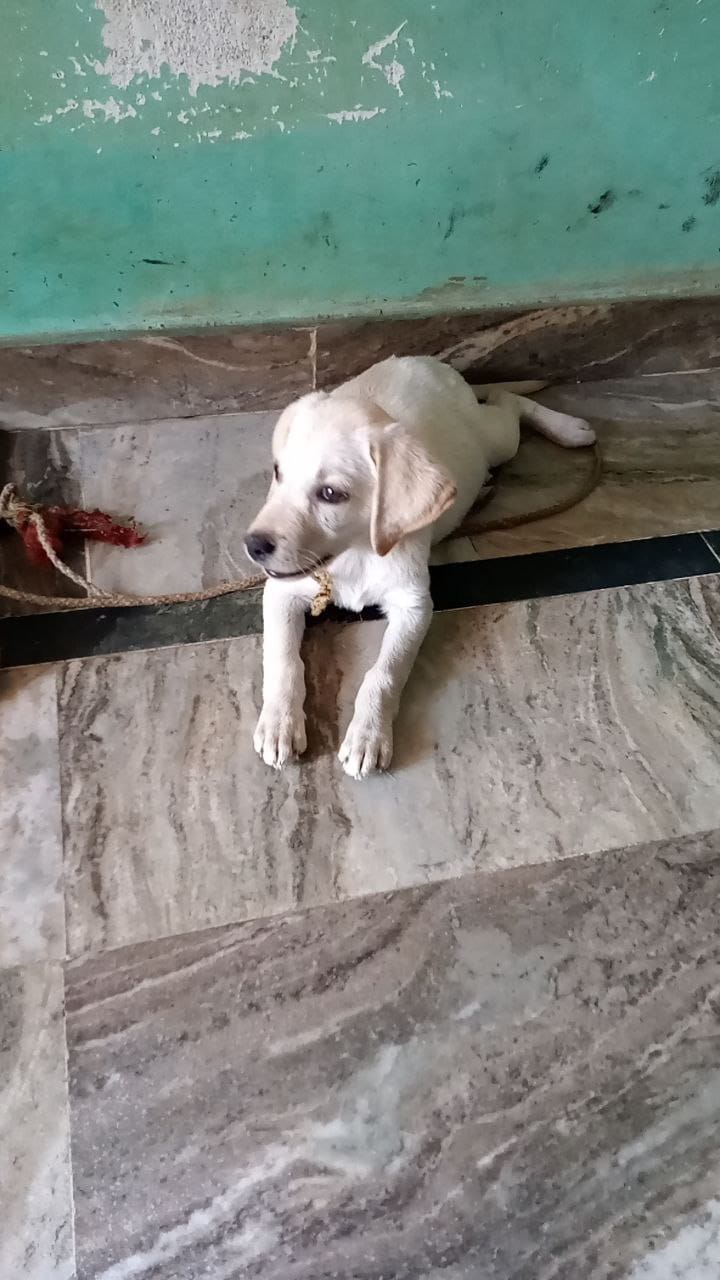 Selling my dog - Dog