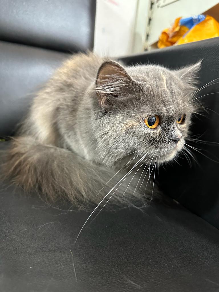 I want to sell my Persian cat  - Cat