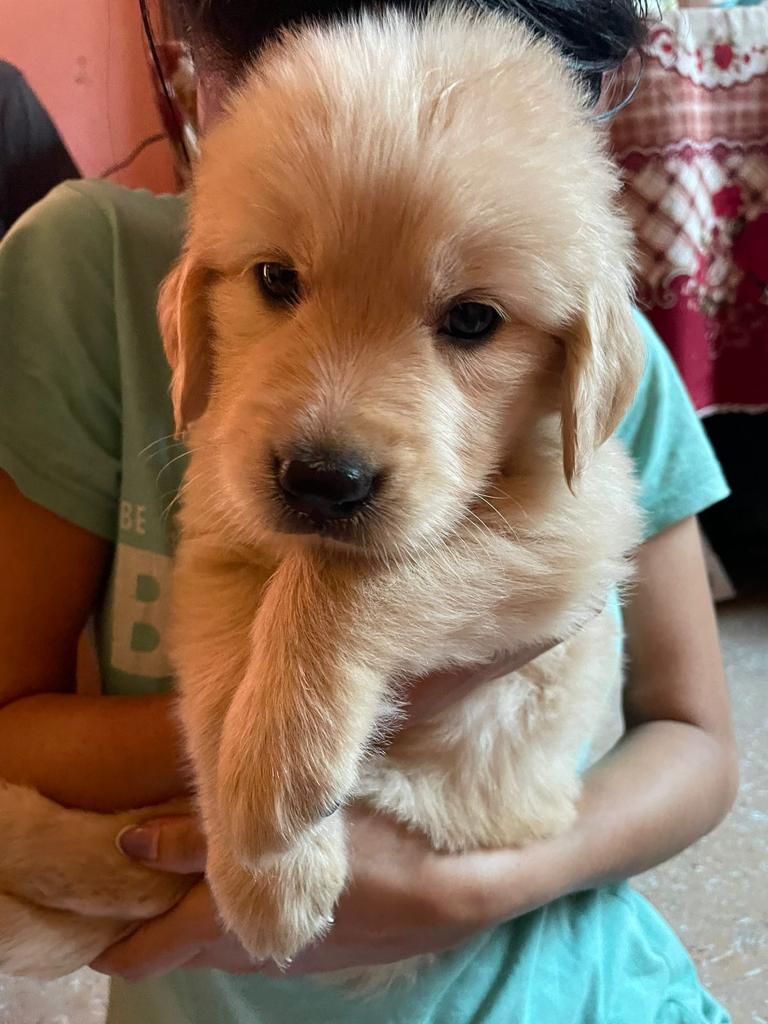 Best quality golden retriever puppy for sale only 1700 - Dog