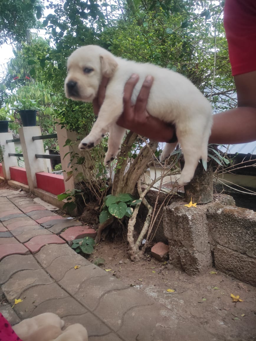 Labrador puppies  - Dog