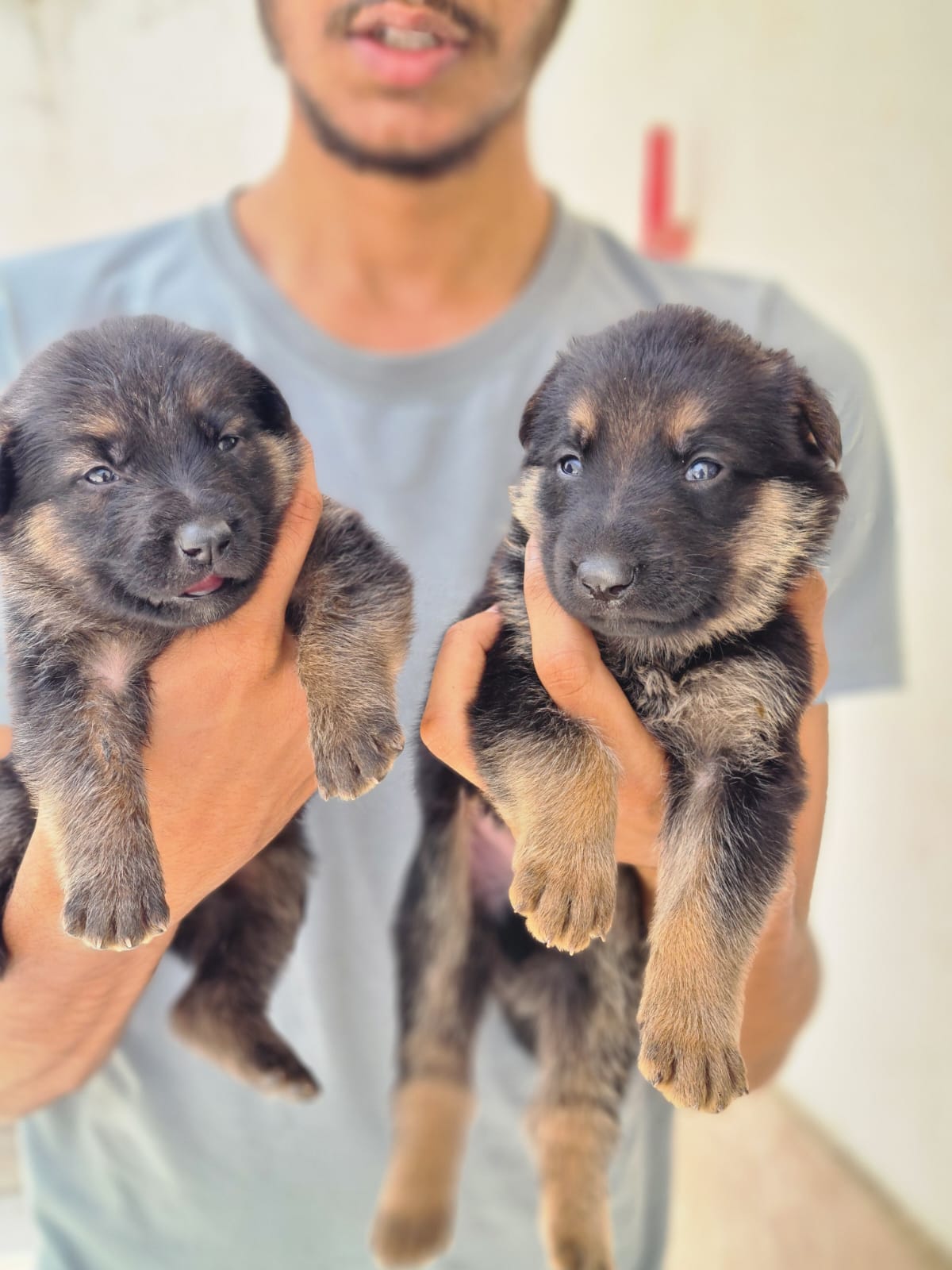 German shepherd puppies  - Dog