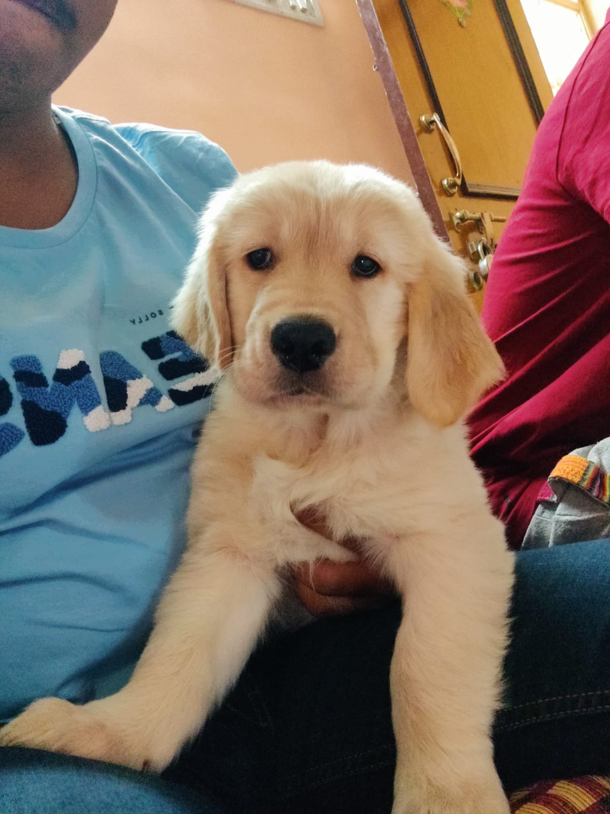 Golden Retriver Puppies  - Dog