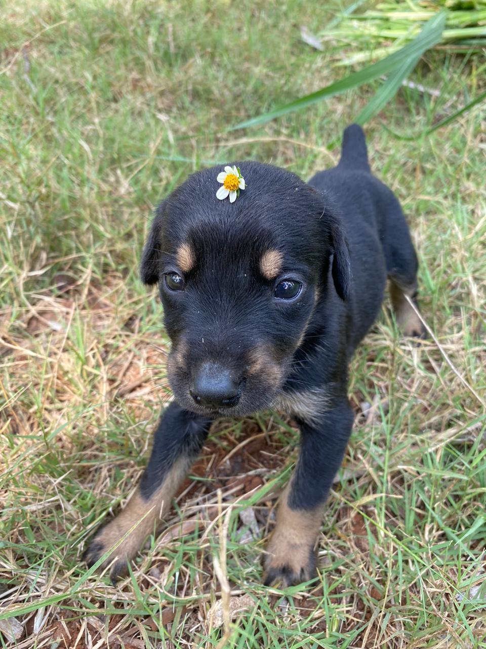 Dobberman pinster (European) - Dog