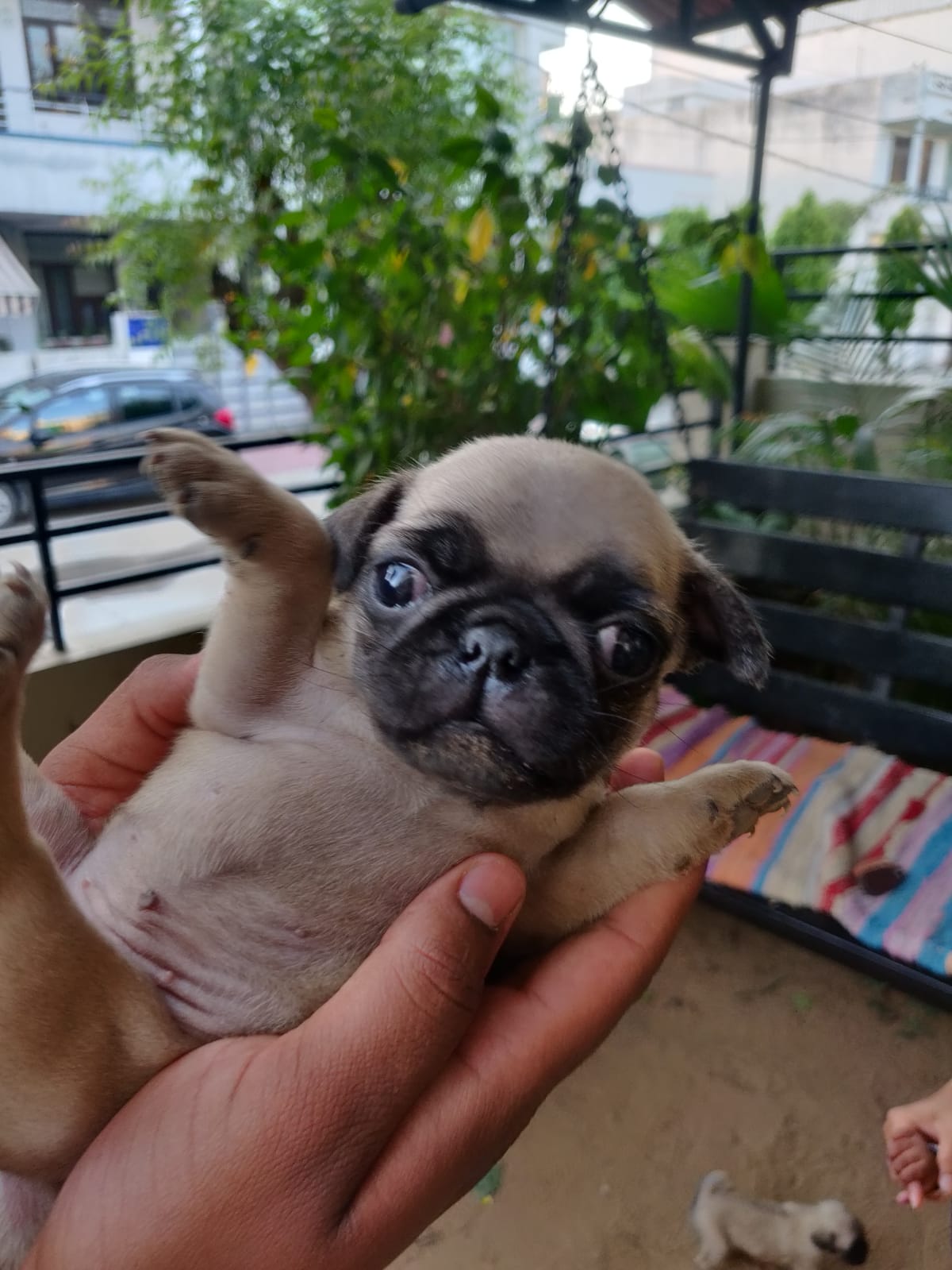 Pug puppies for sale - Dog