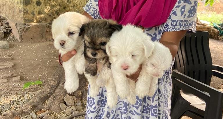 Lhasa apso puppies  - Dog