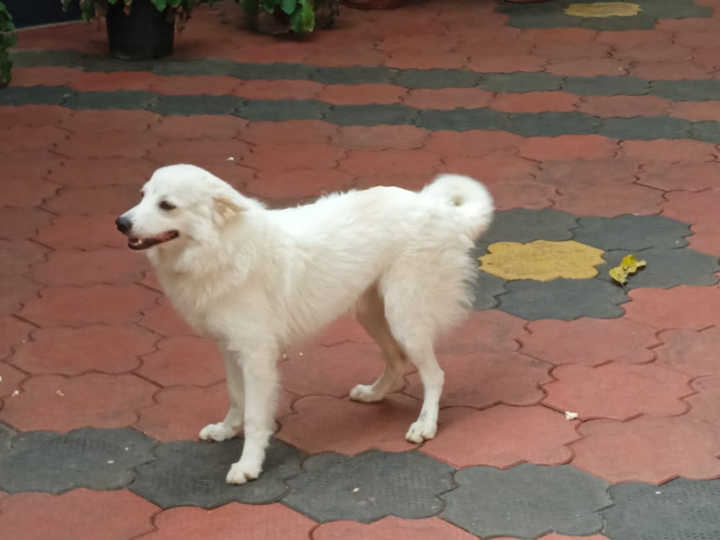 Pomeranian male - Dog