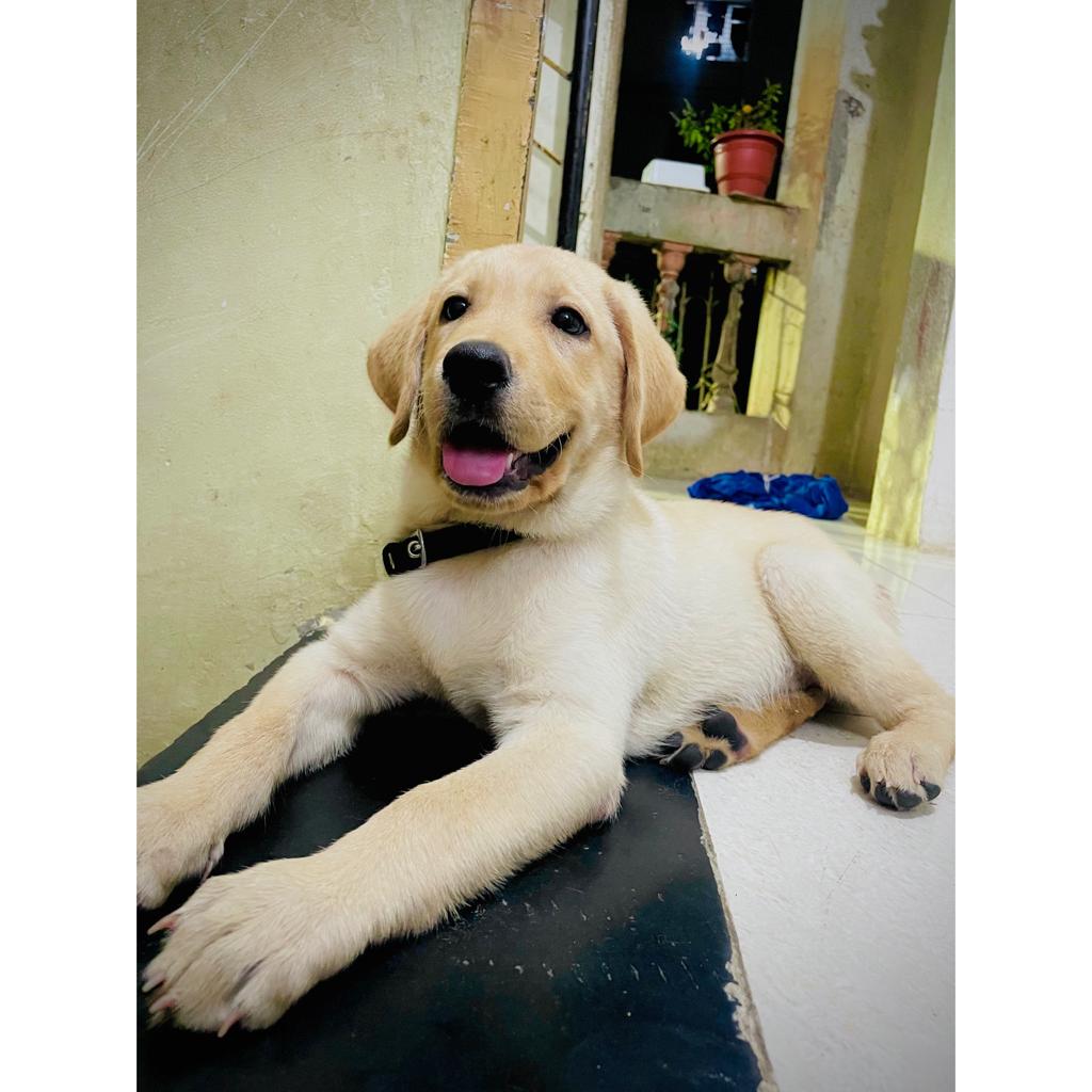 Sell For Labrador Female Dog - Dog