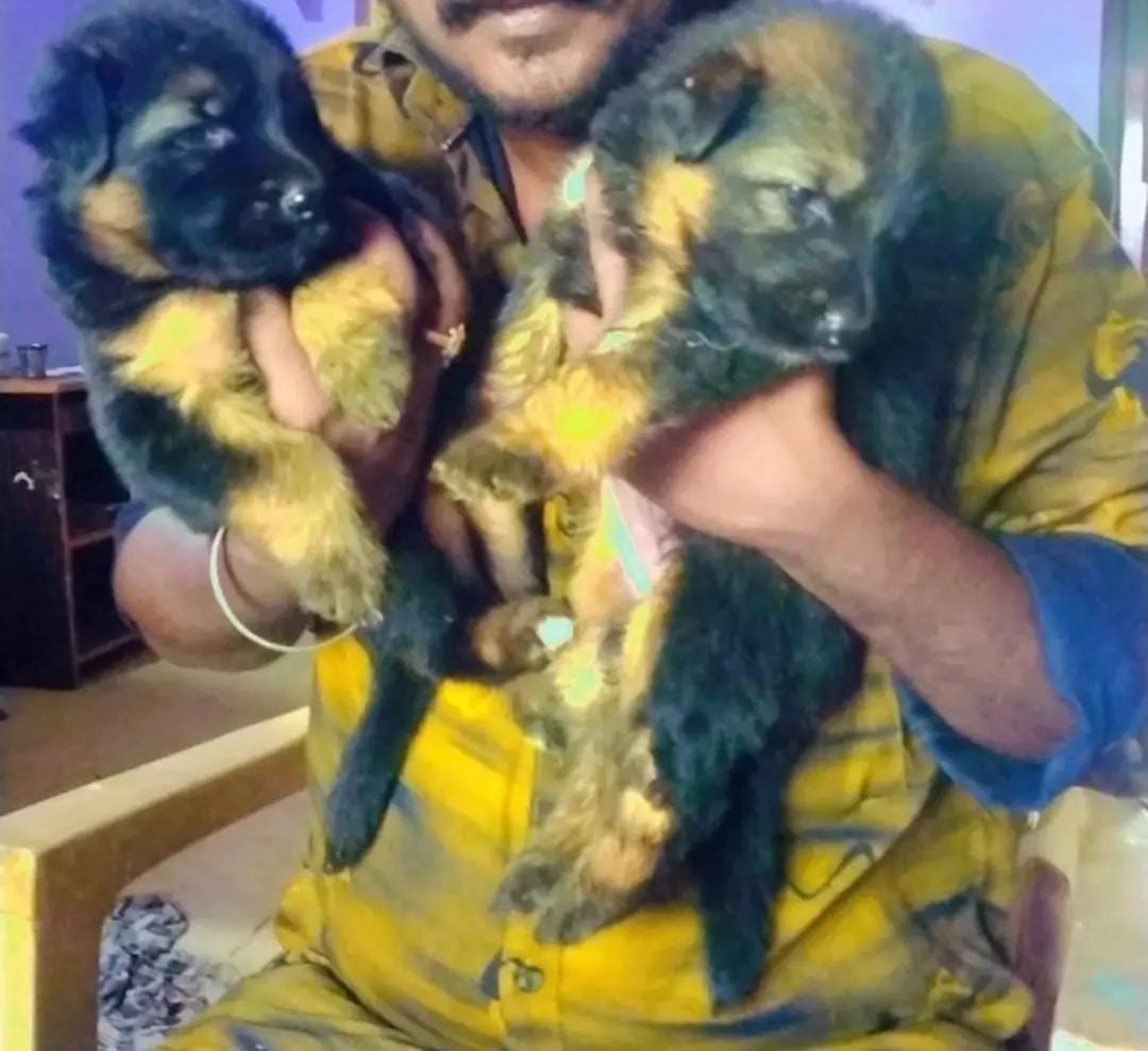 German shepherd puppies  - Dog