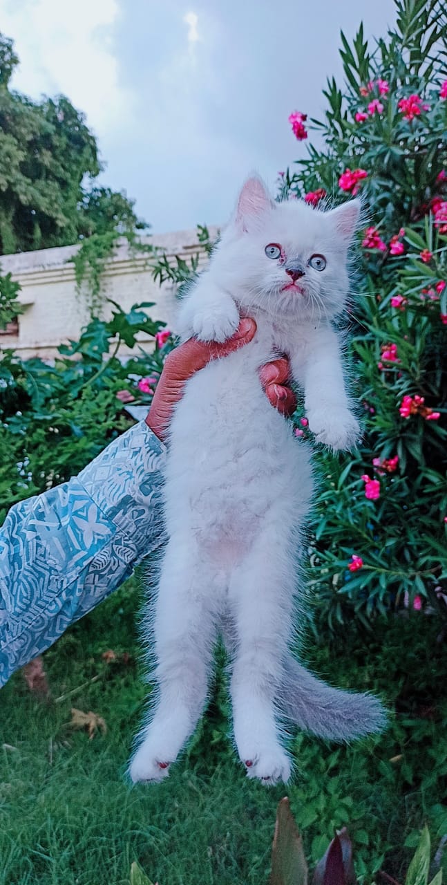 TURKISH ANGORA Cat Kitten for Sale - Cat