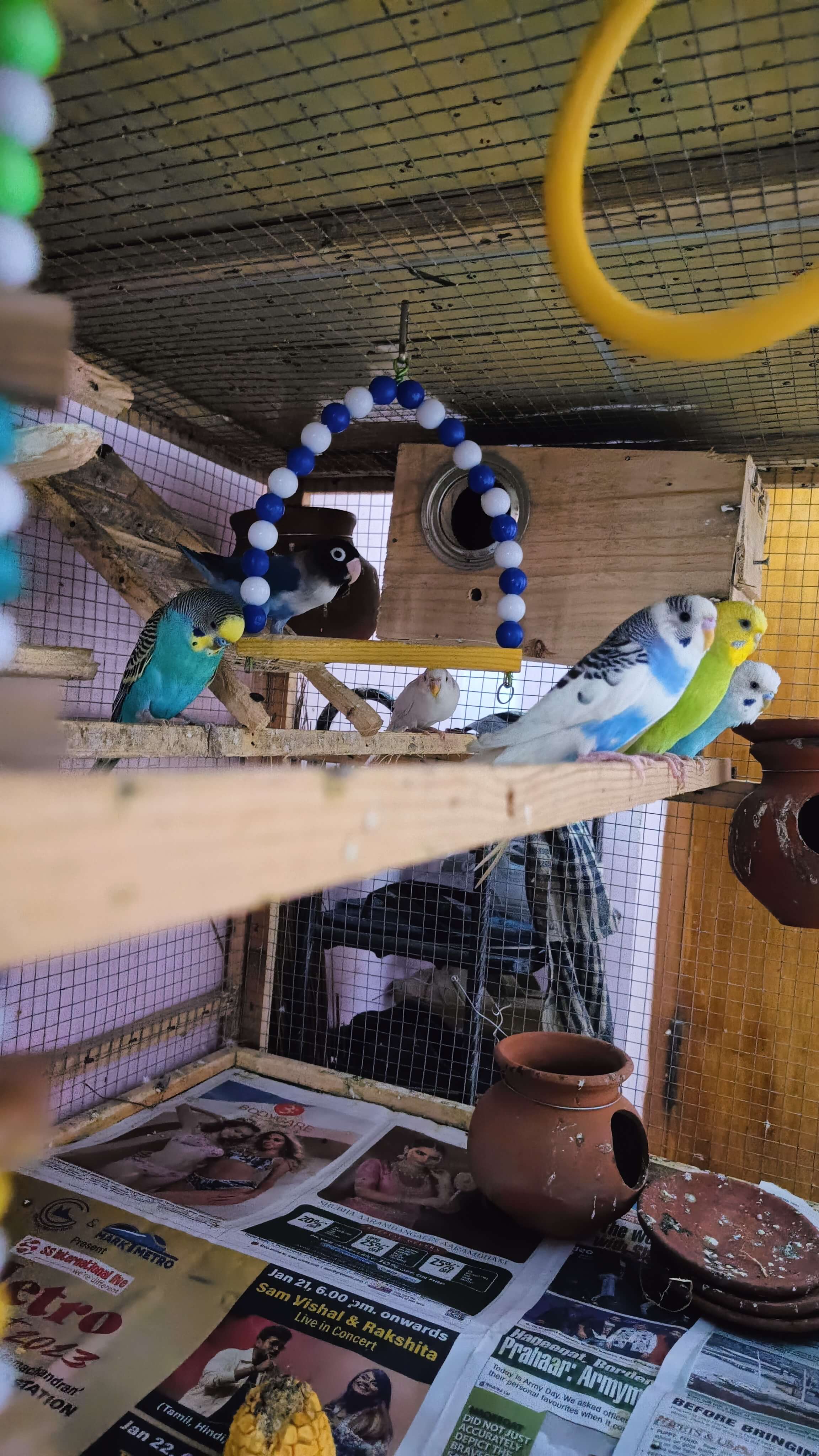 Budgies  - Birds
