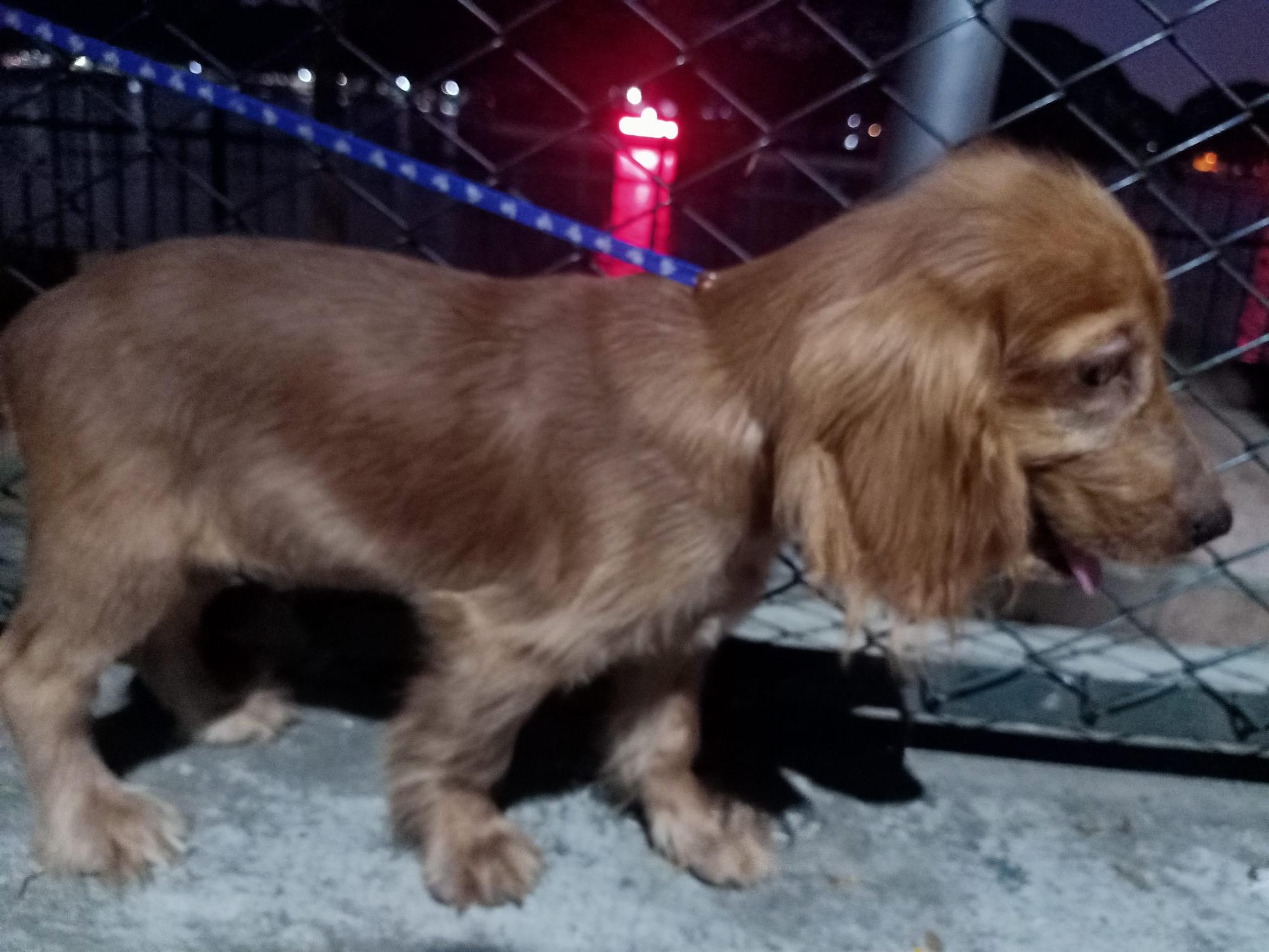 Cocker Spaniel  - Dog