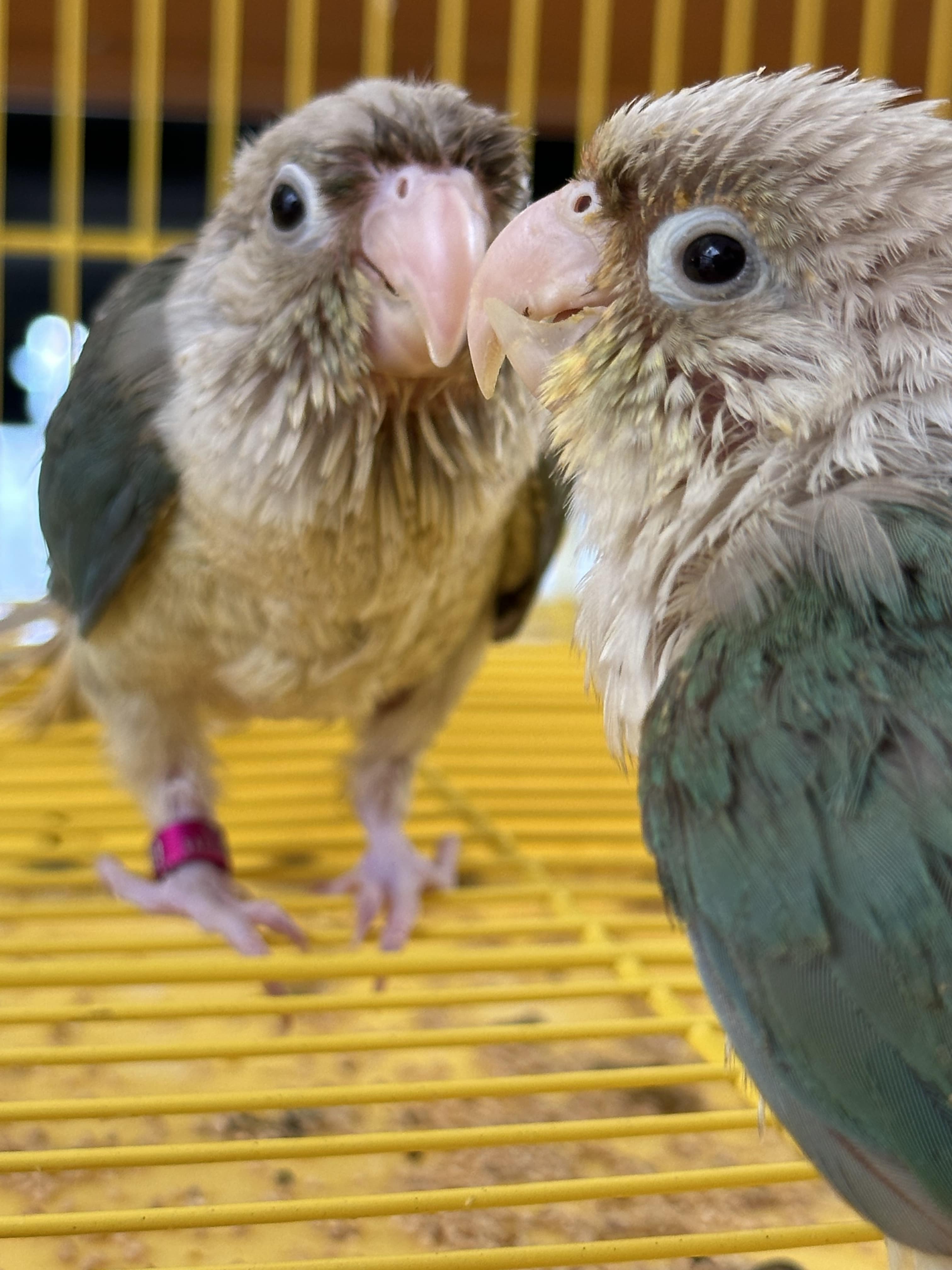 Blue pineapple conure 1 pair hand tarmed chicks  - Birds