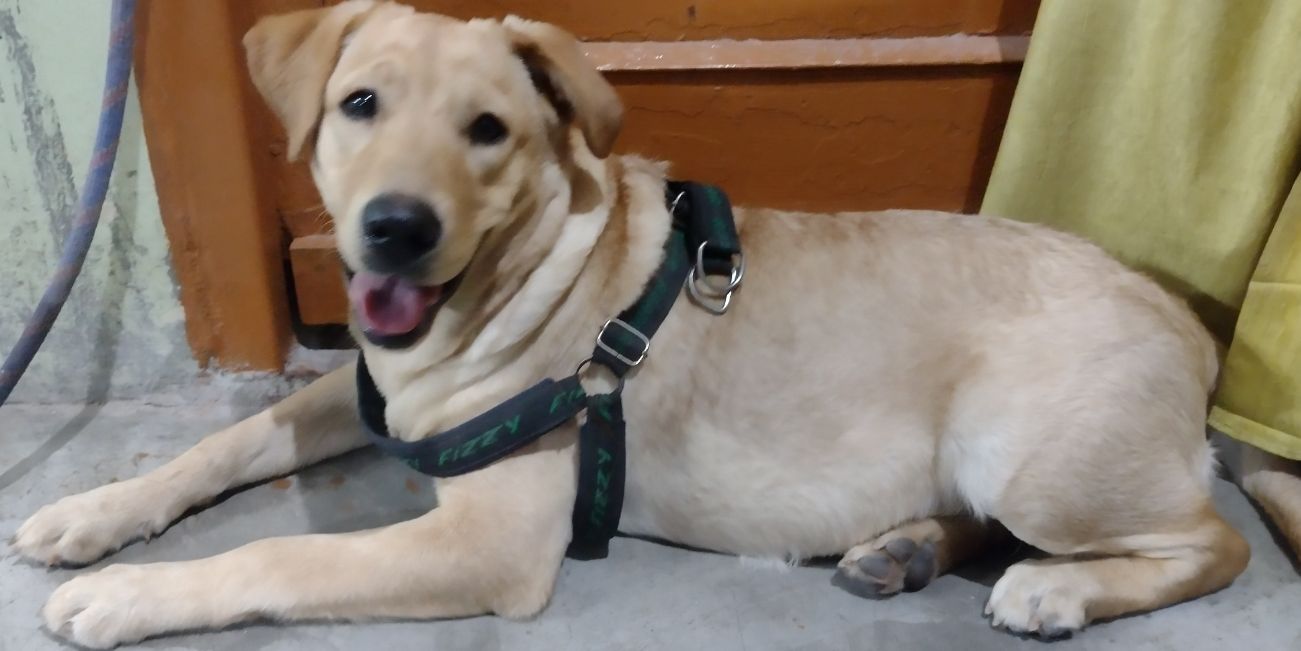 Urgent sell Labra female 5.6 months old in just 7000 - Dog