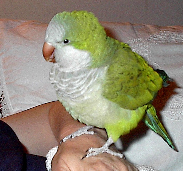 Young Quaker Parrot  - Birds