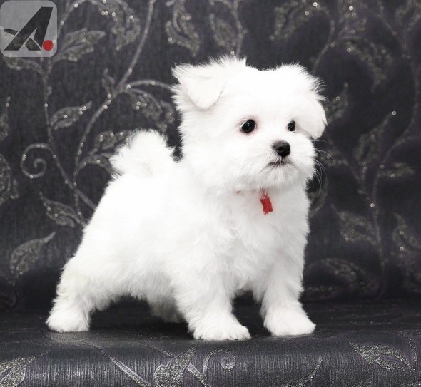 Trained Maltese Puppies available - Dog