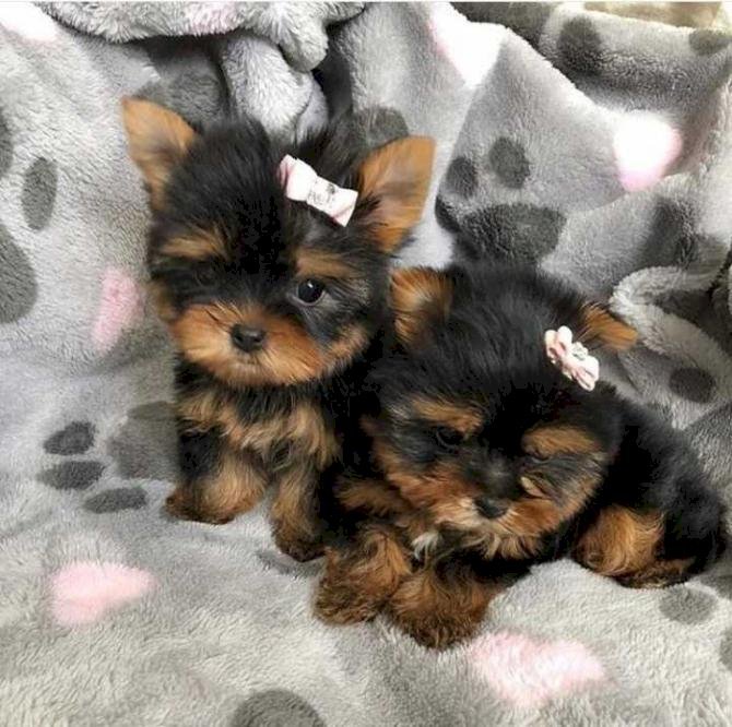 Loving Tea Cup Yorkie Puppies - Dog