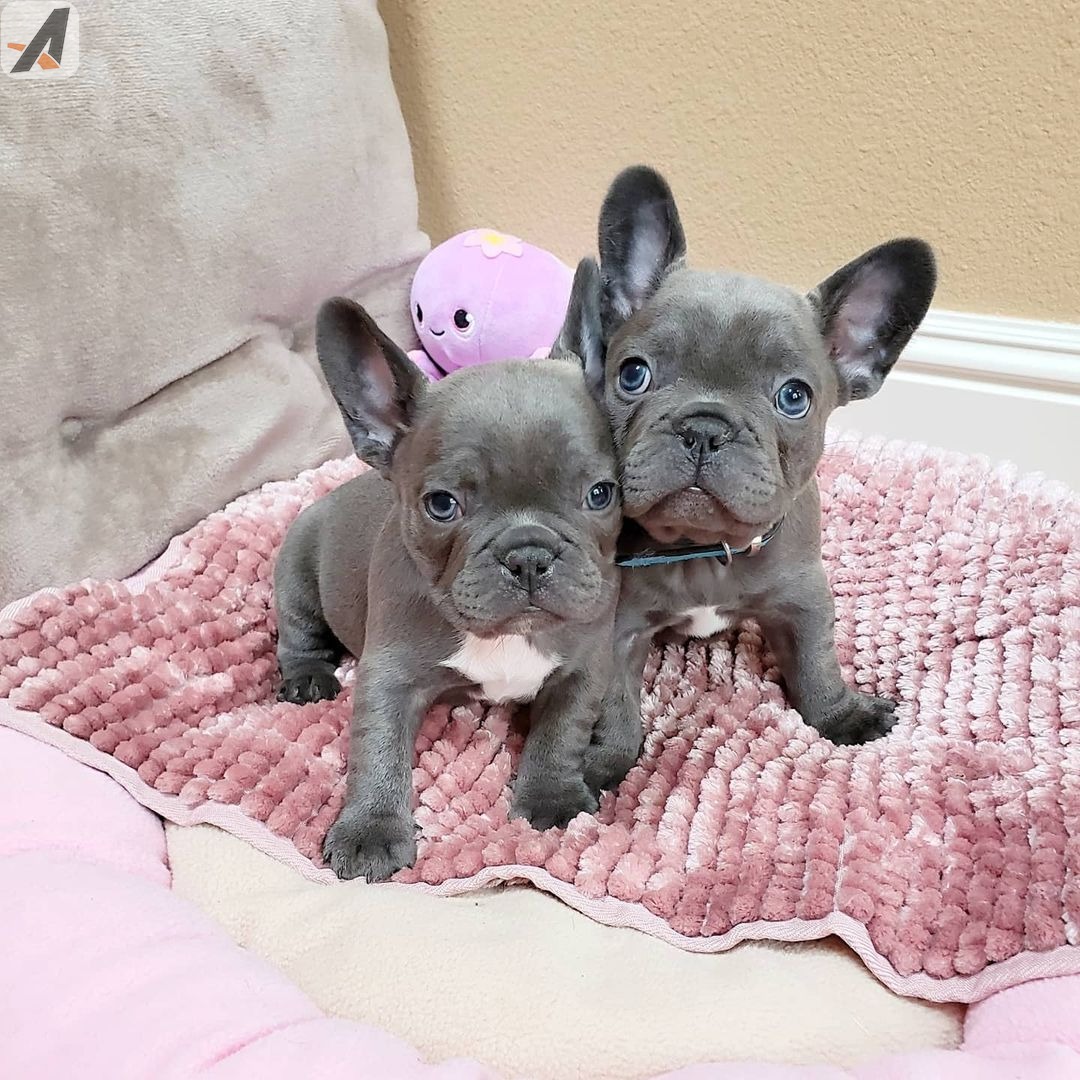 Well Trained French Bulldog Puppies - Dog