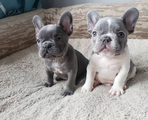Male and Female Trained French Bulldog Puppies - Dog