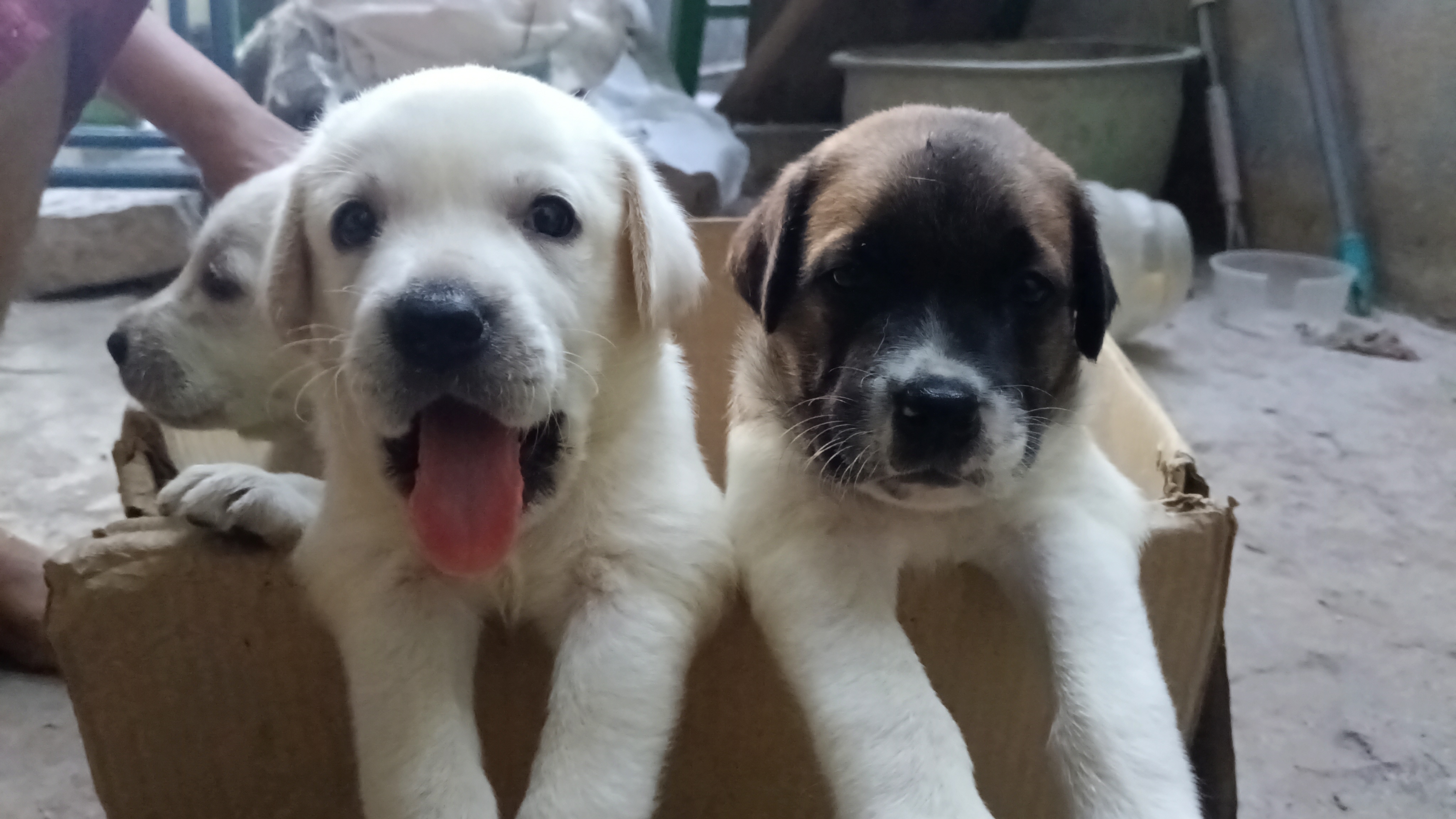 White Labrador Puppy  - Dog