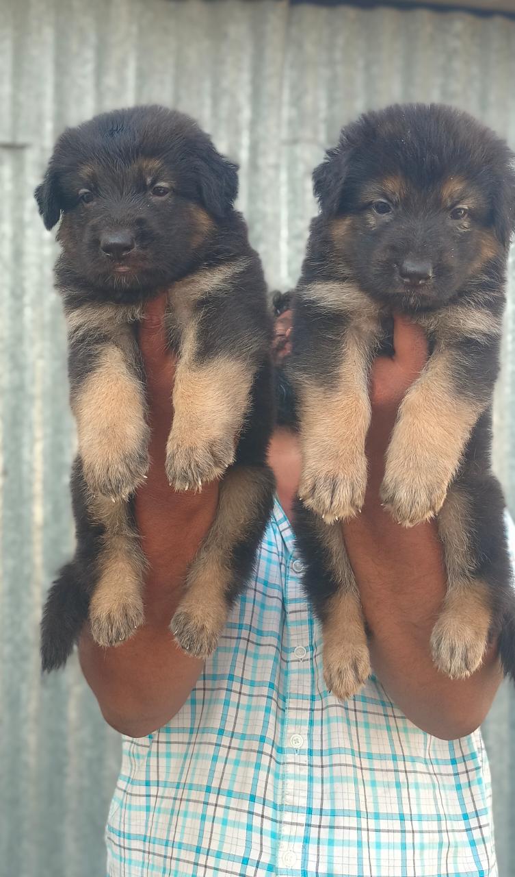 German shepherd long coat puppies available - Dog
