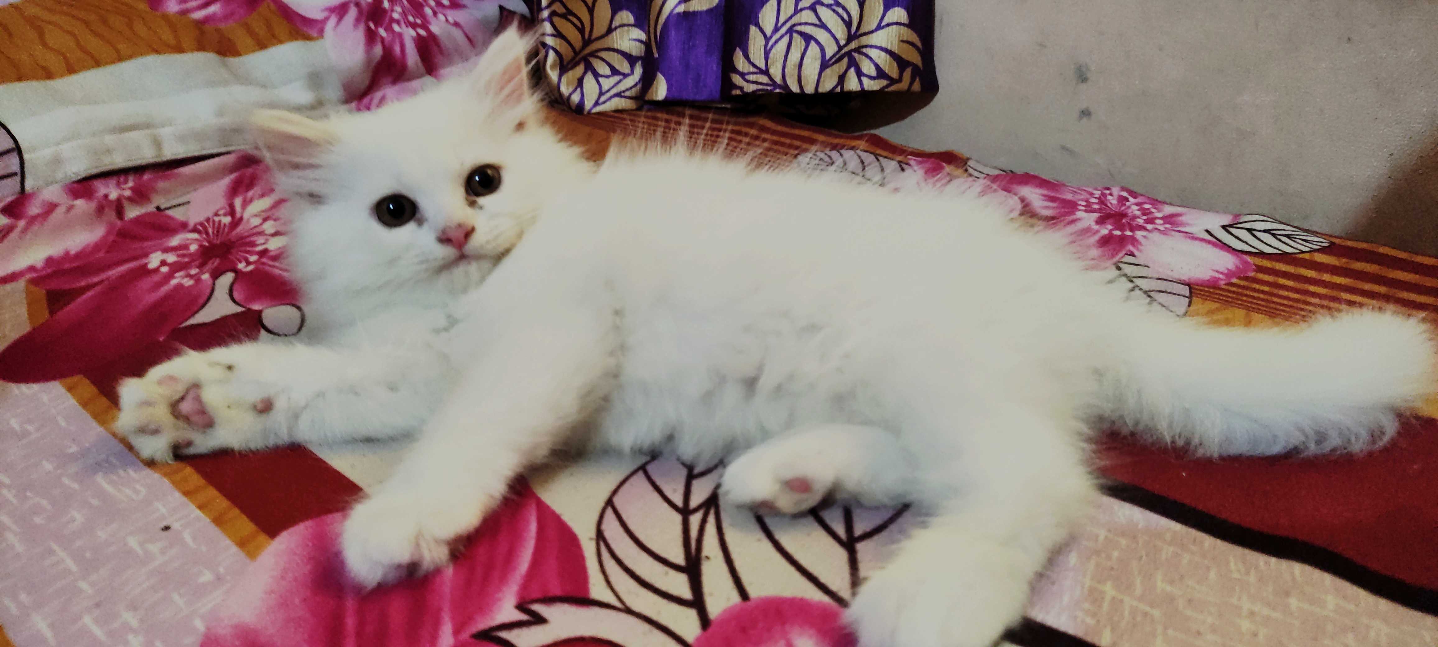 Persian Cat  - Cat
