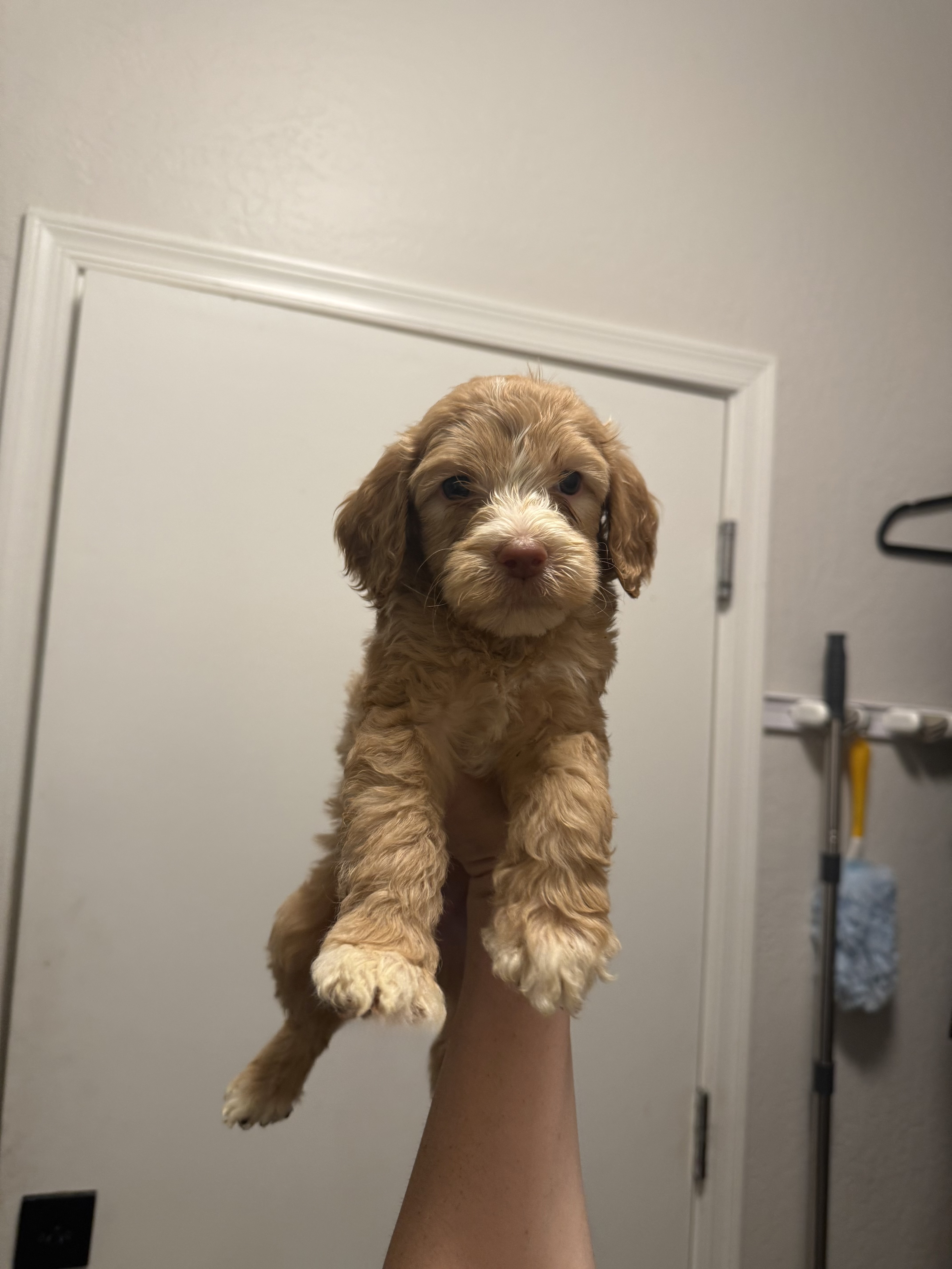 GOLDEN DOODLE PUPPY  - Dog in Tolleson 
