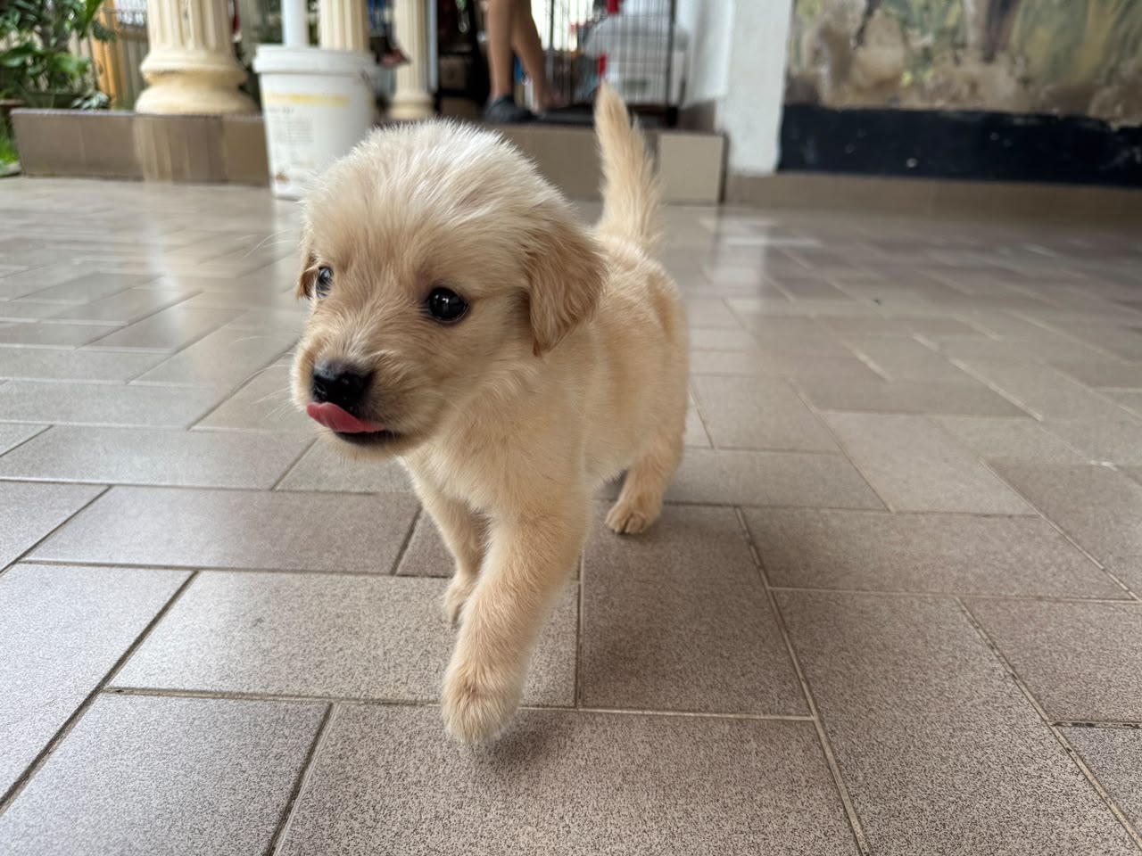 Pure breed golden retreiver - Dog