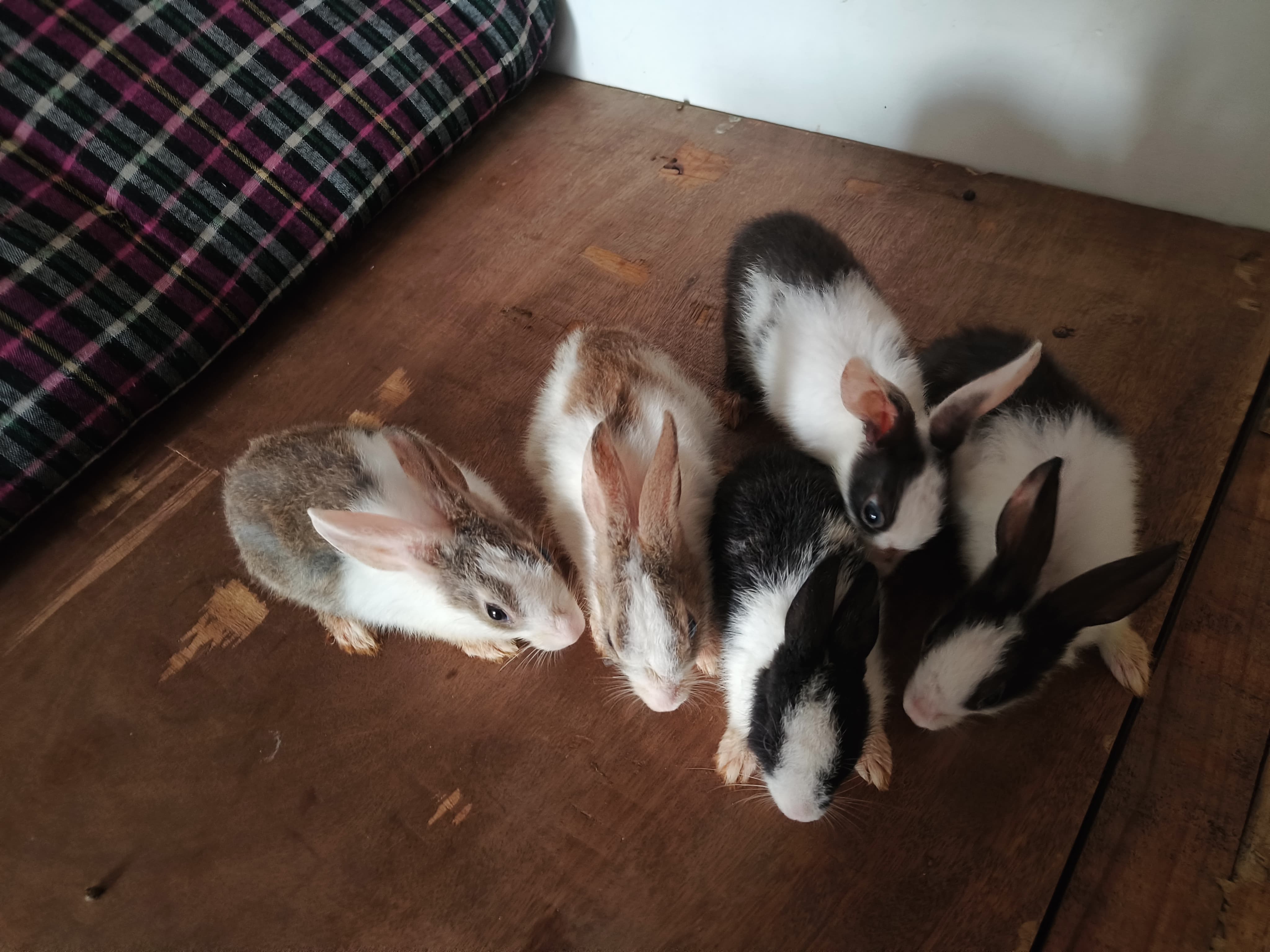Rabbit babies bunny  - Rabbit