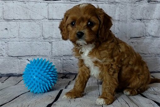 Cavapoo Puppies for sale - Dog