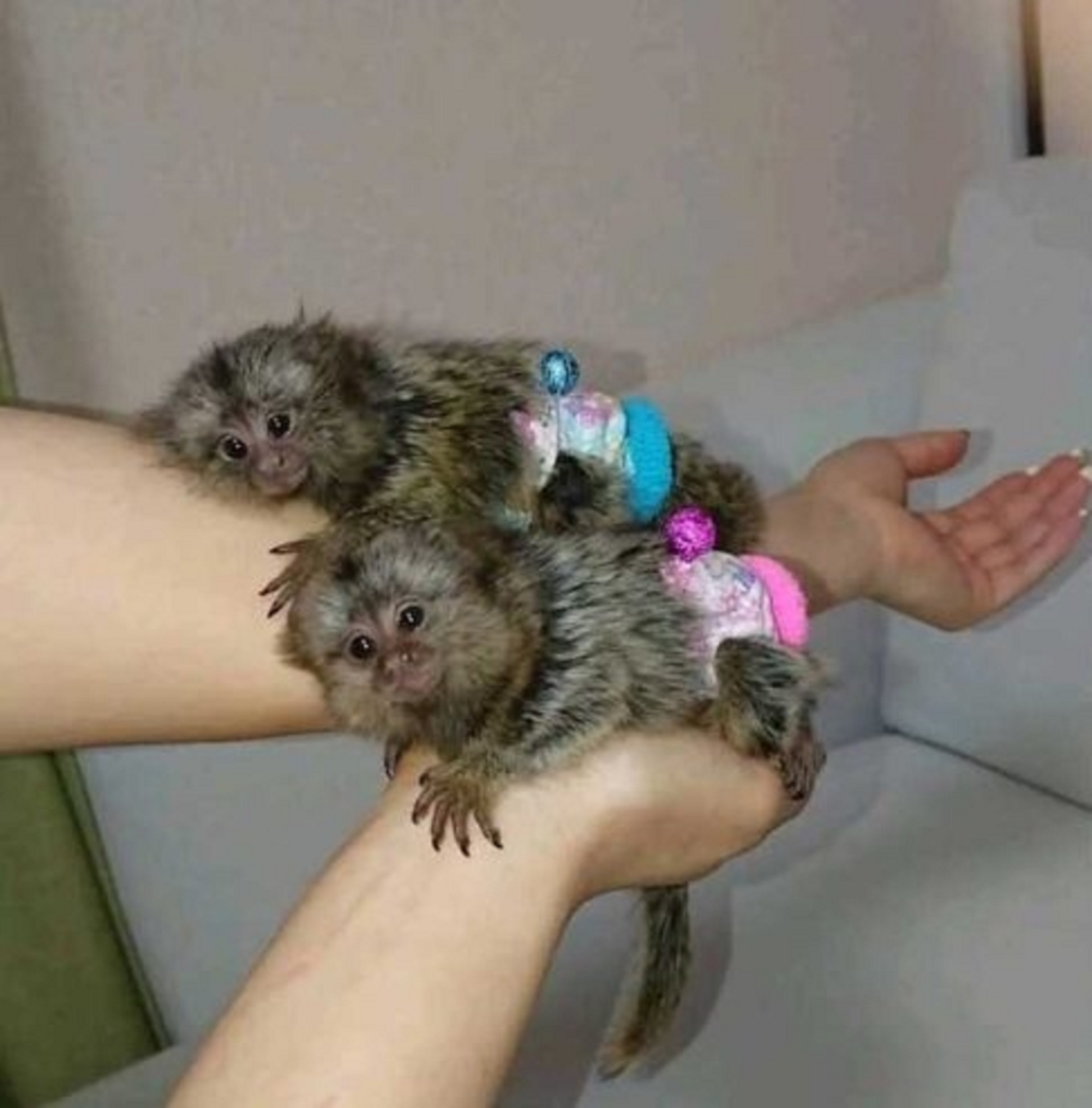 X Mas baby Marmoset Monkeys - Other