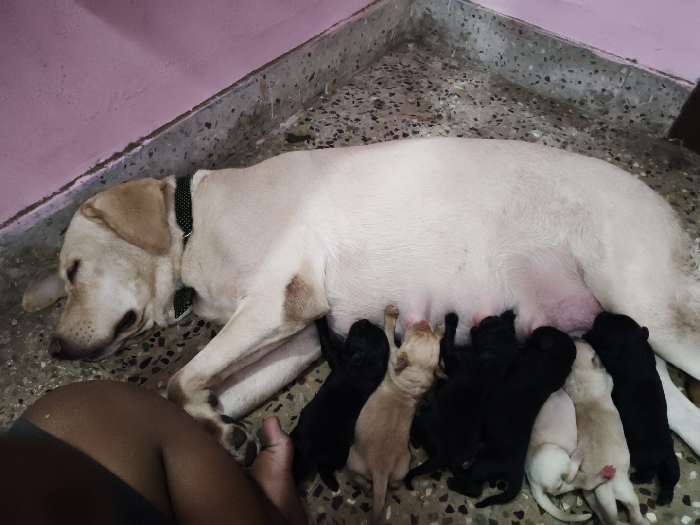 Labrador puppy - Dog