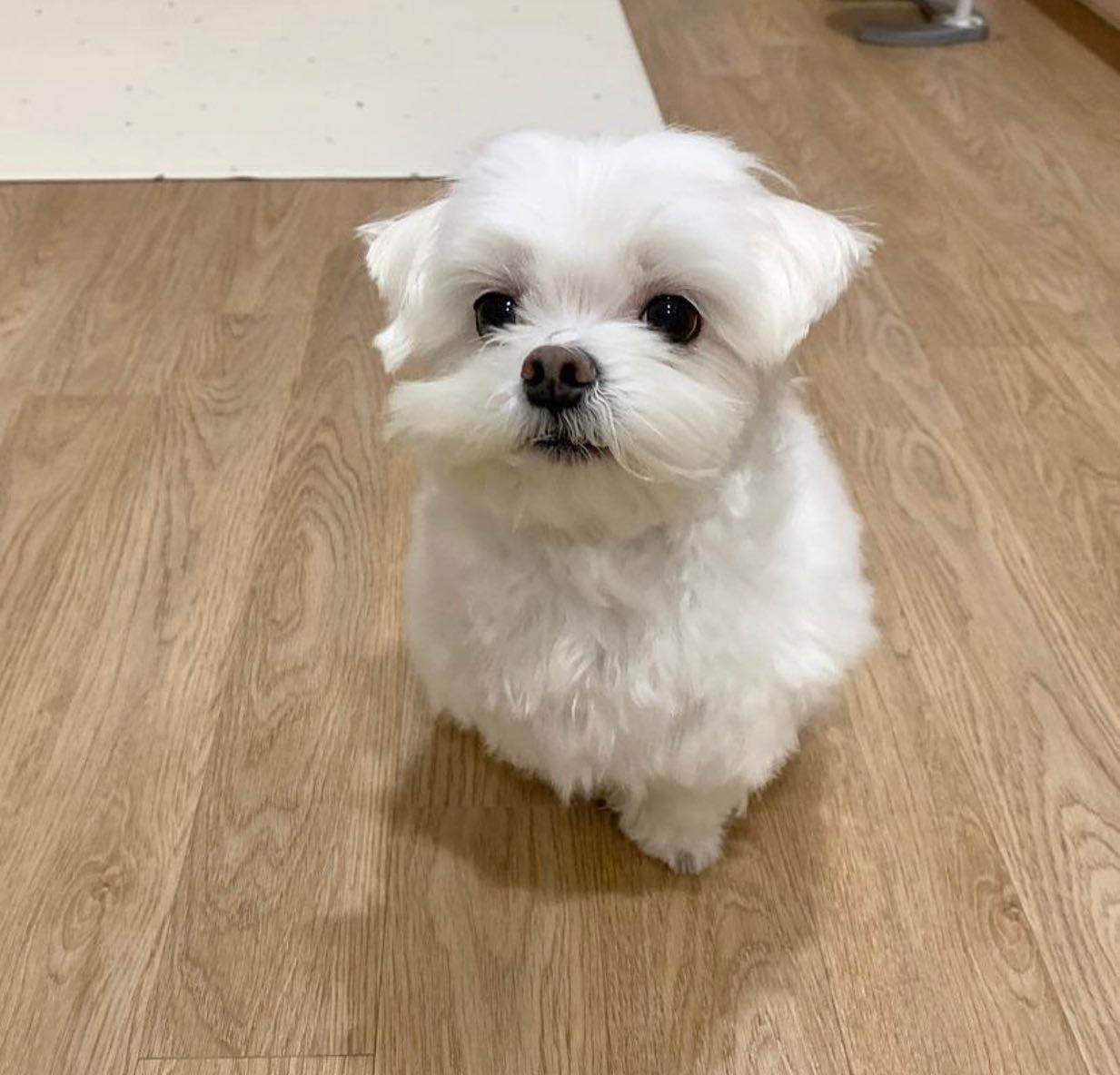 Super Adorable Maltese Puppies - Dog
