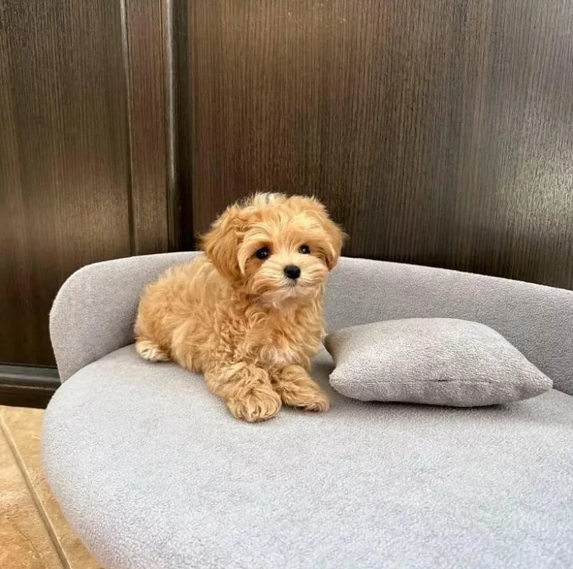 Sweet Poodle Puppies Seeking Forever Families - Dog