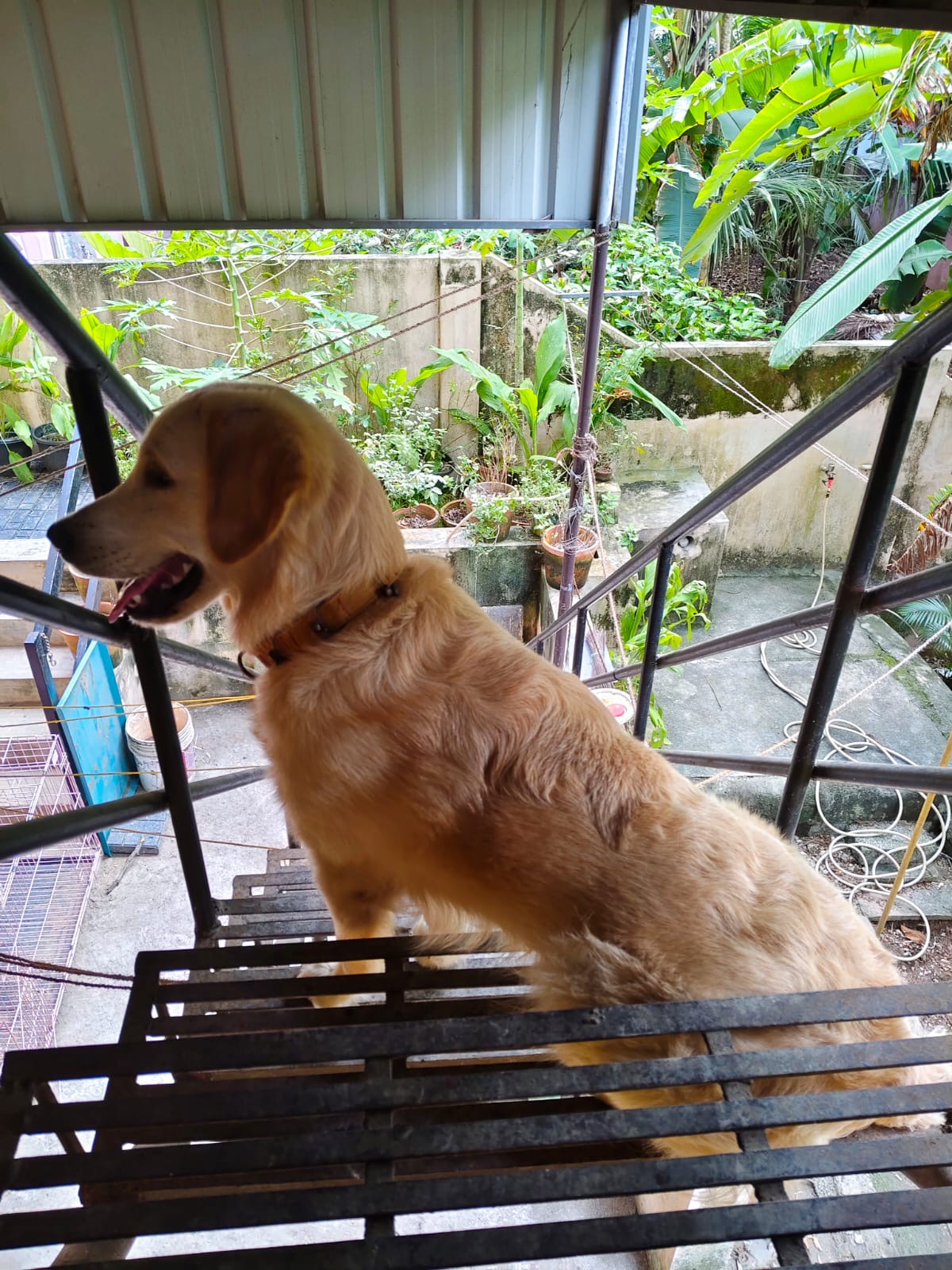 Healthy Golden Retriever for sale - Dog in Poojappura