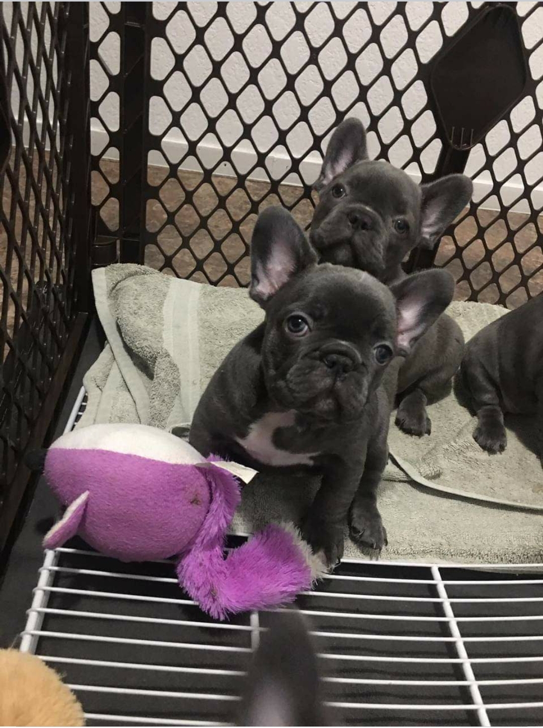 French bulldog puppies - Dog