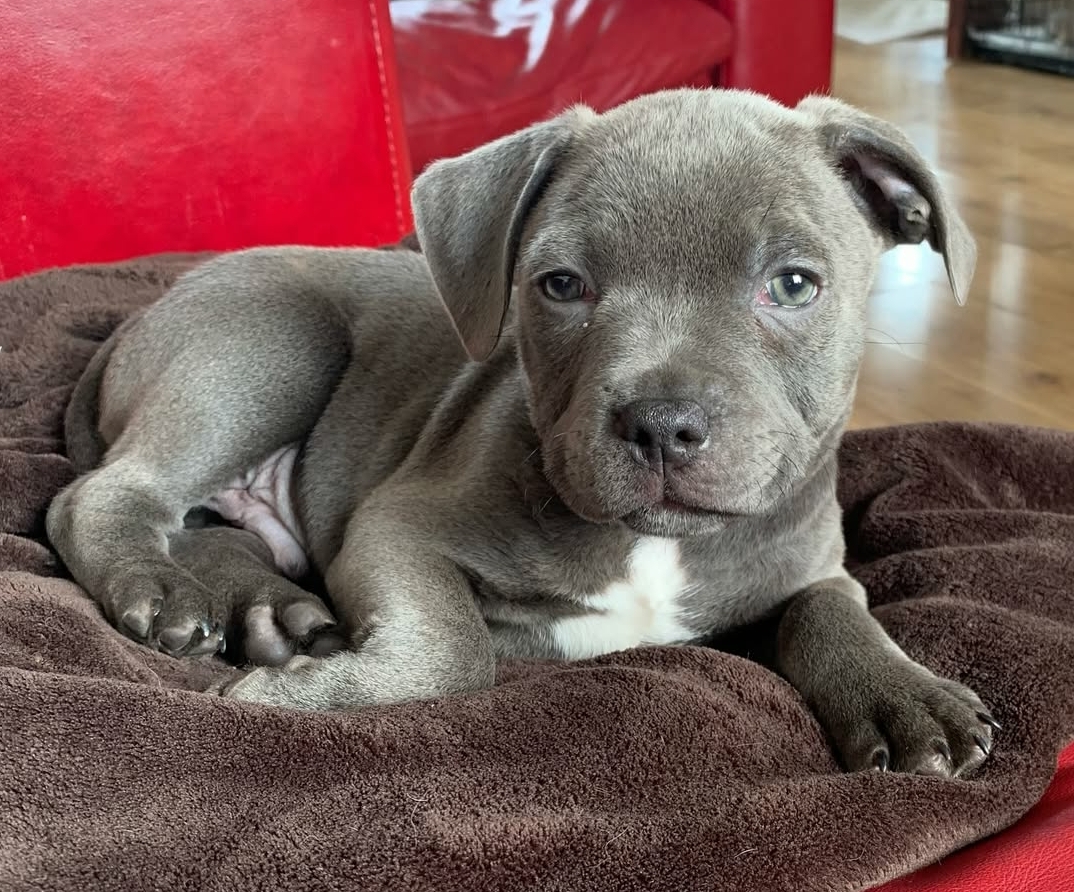 Staffordshire puppies  - Dog