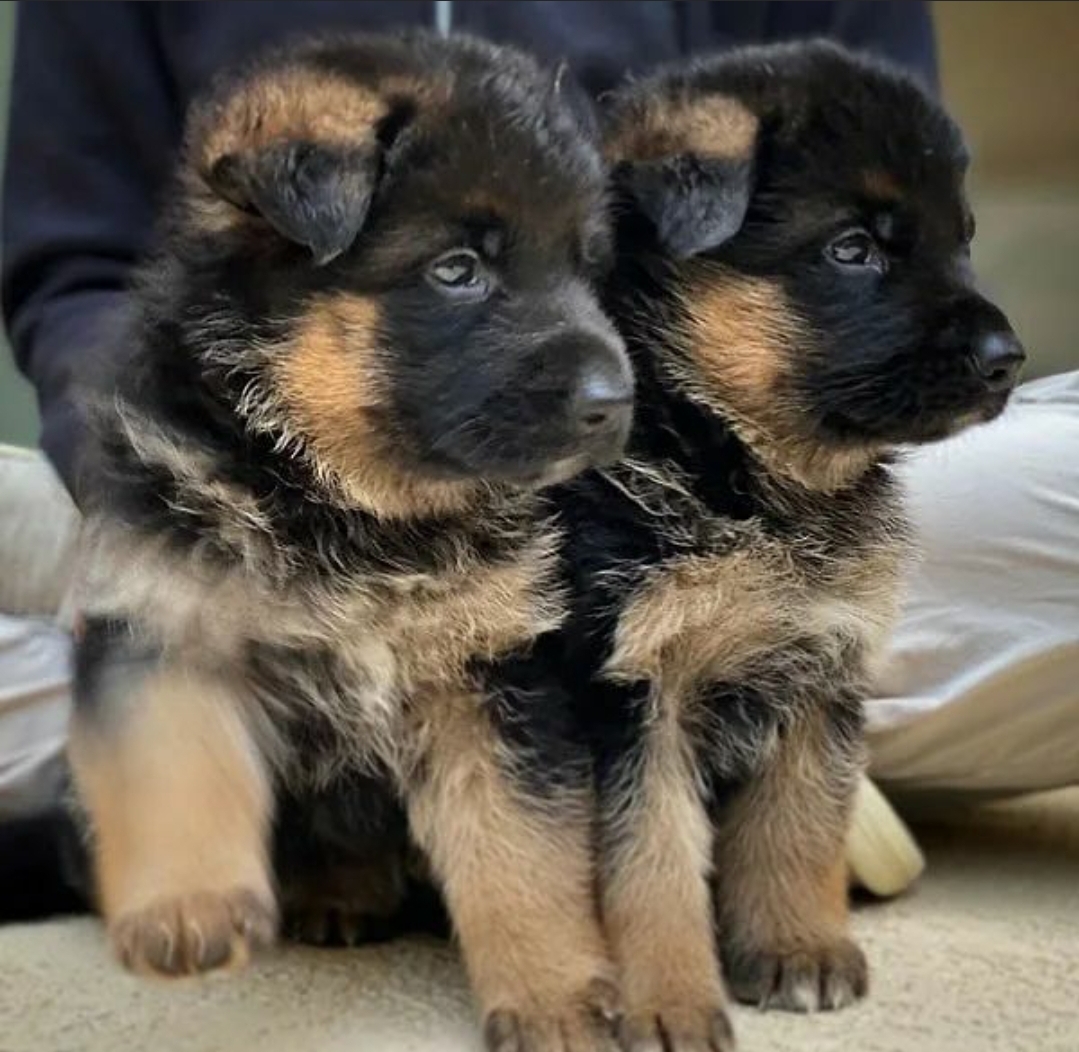 German Shepherd Puppies  - Dog
